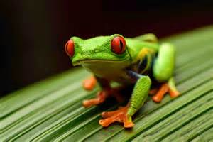 frog on leaf.jpg