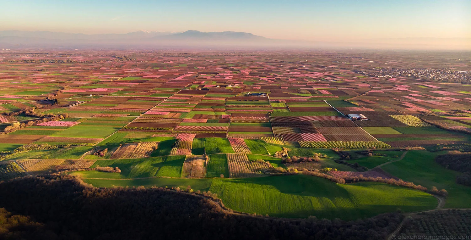 The Flowering Peach Trees of Veria, Greece | © Alexandros Maragos
