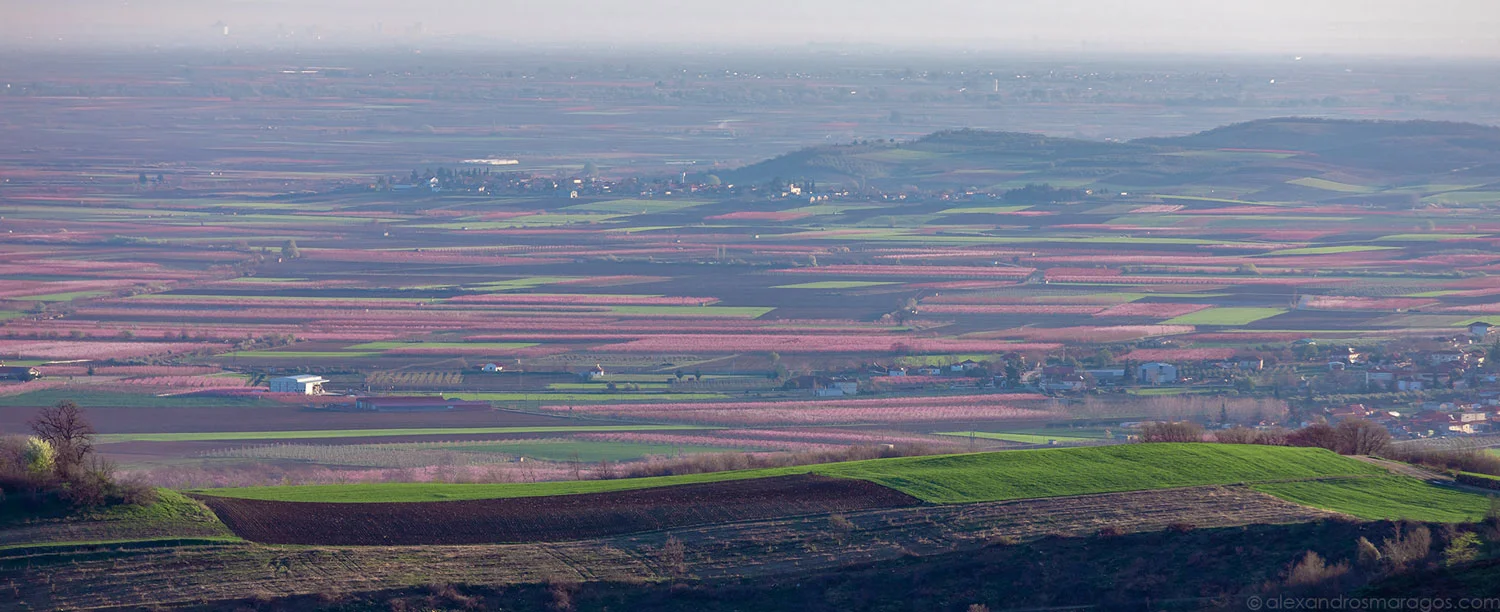 The Flowering Peach Trees of Veria, Greece | © Alexandros Maragos