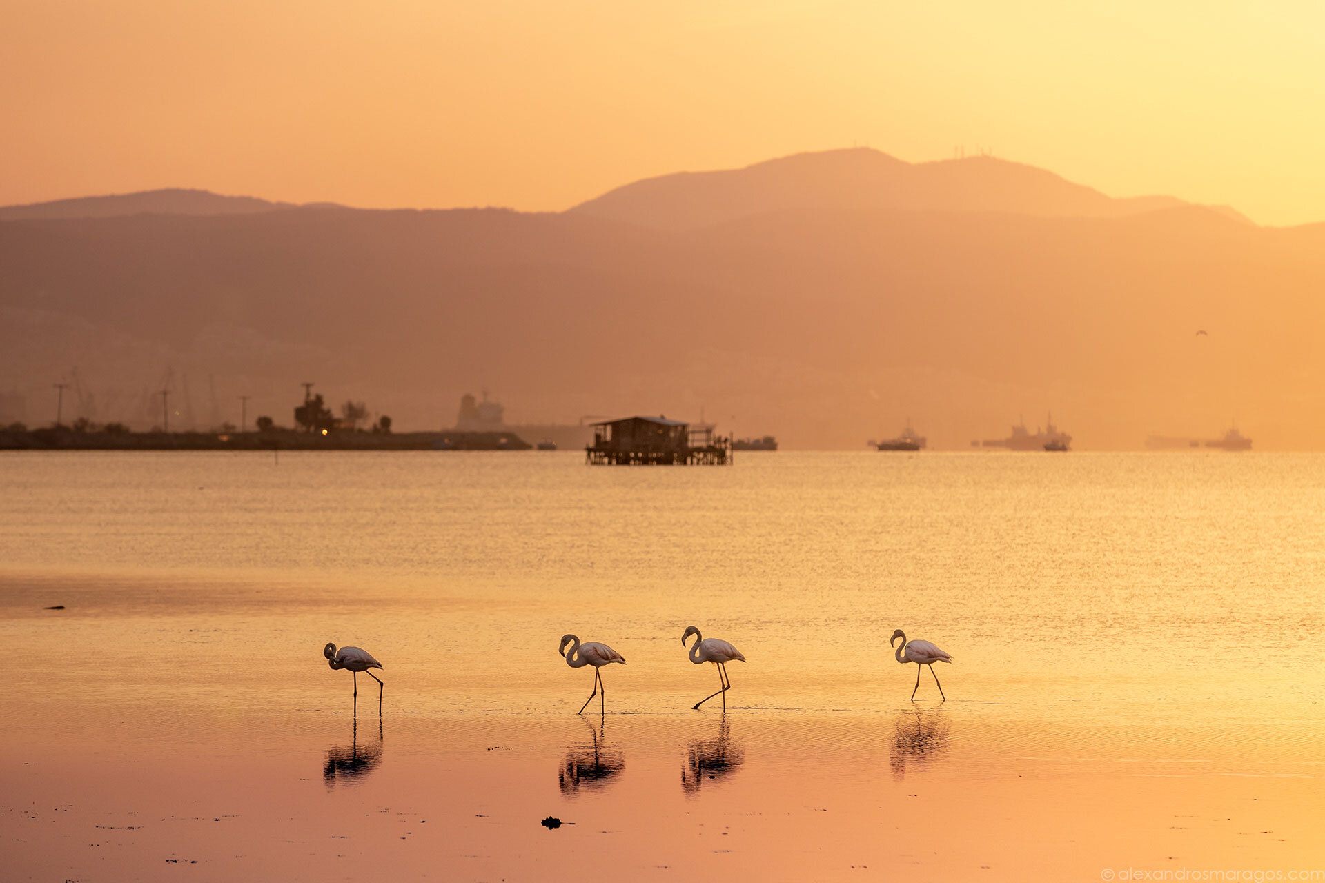 Flamingos at Sunrise, Thessaloniki, Greece