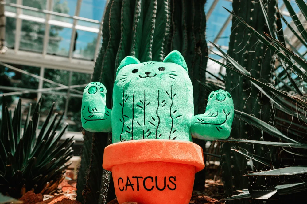 Catcus Plush  Alexandra Brodt Illustration