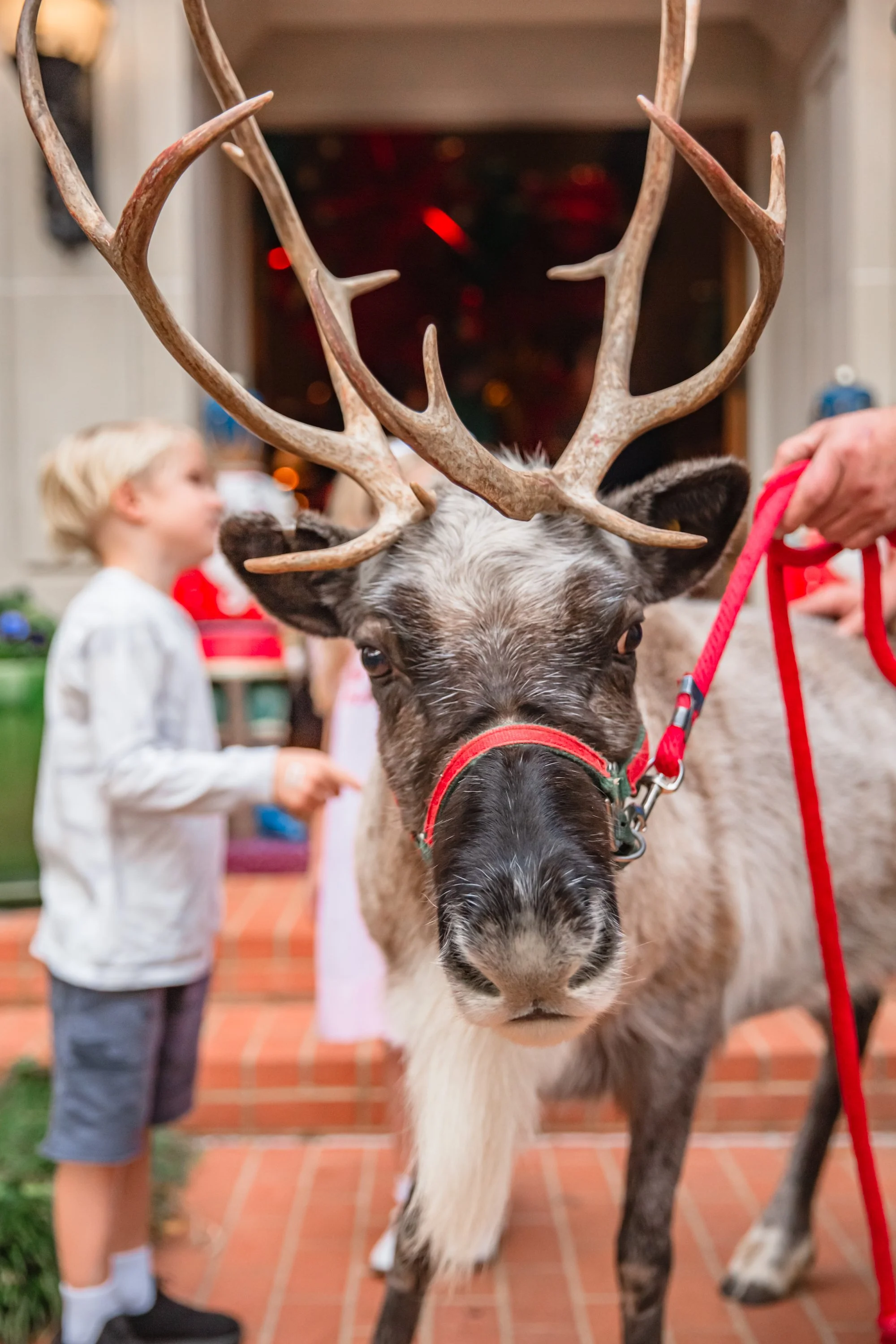 Billingsley Christmas Party 