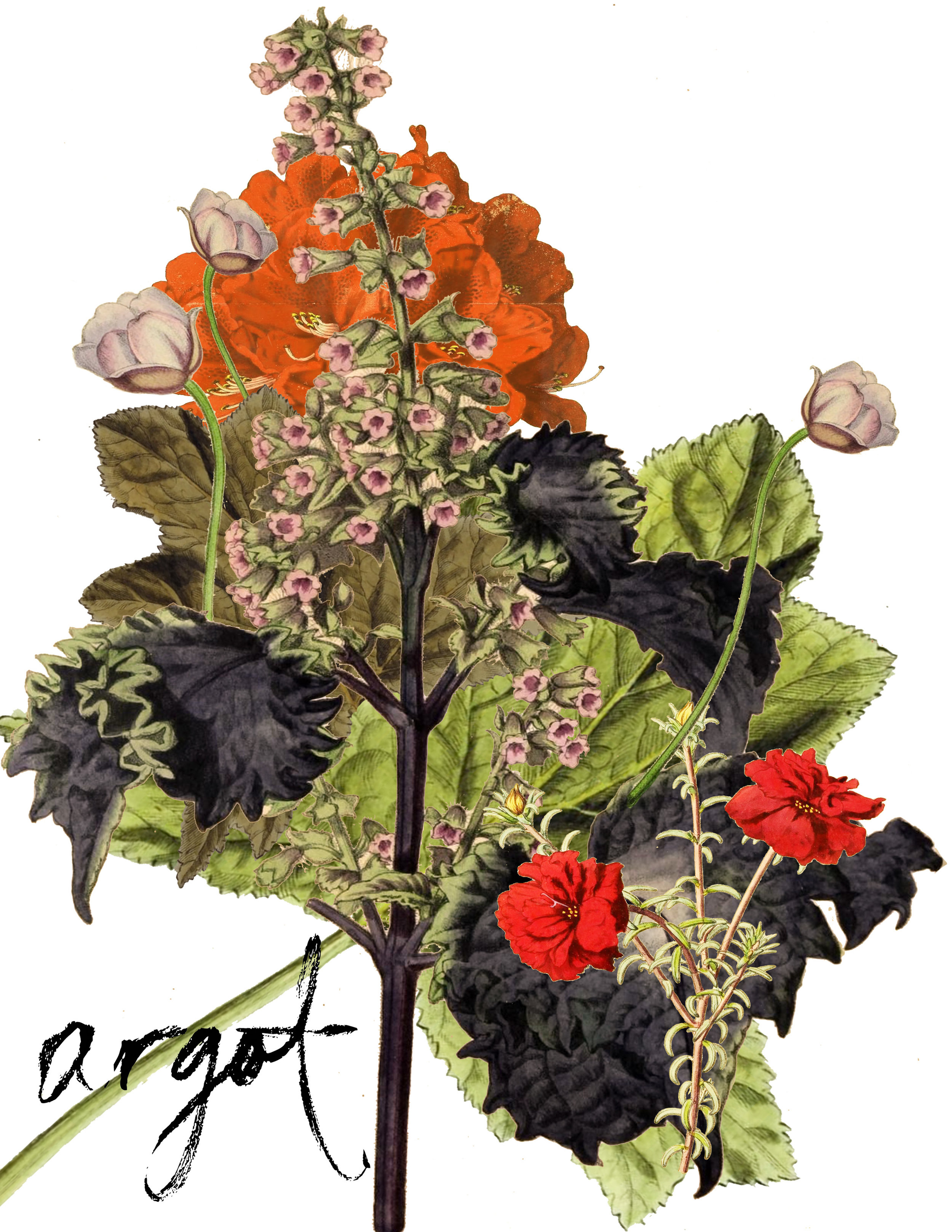 Argot Magazine: Second Edition Digital Ebook