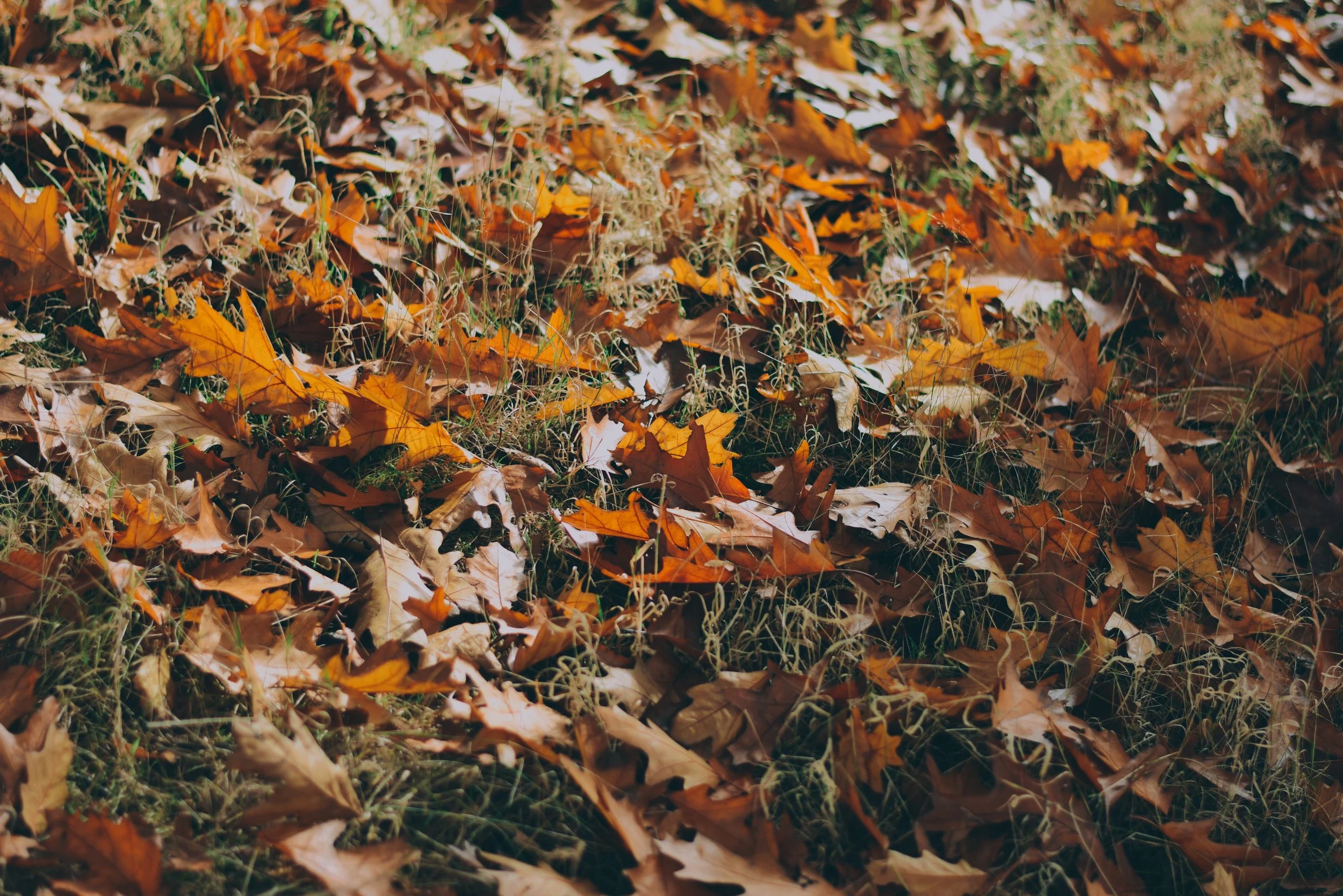 Oak Trees