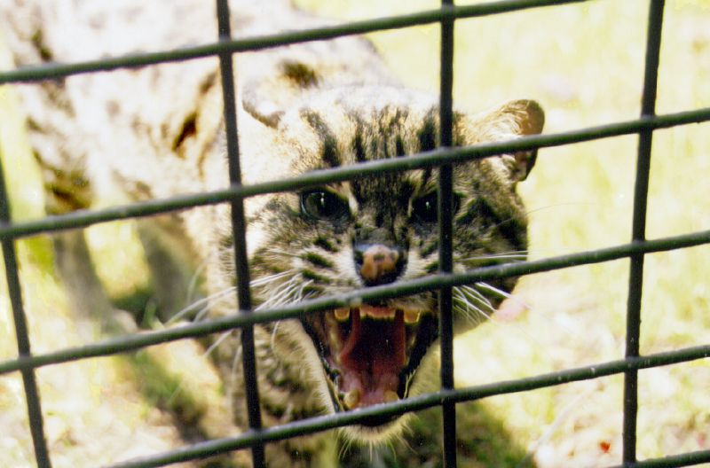 Jaguatirica