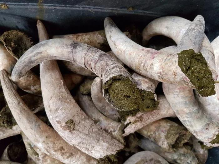Enterrar chifres de vaca preenchidos com esterco fermentado junto às vinhas é outra das técnicas biodinâmicas (Crédito: Live-Green-Magazine ).
