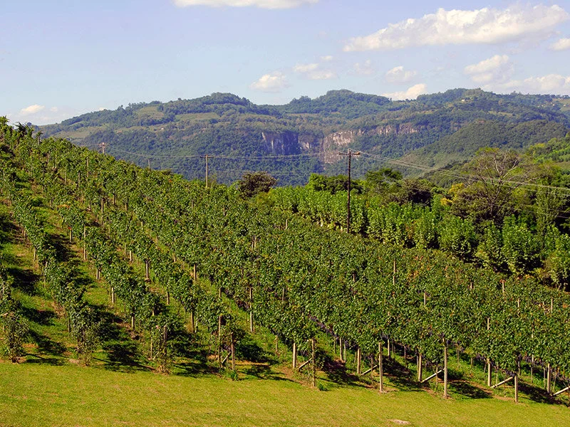 Pizzato Vinhas e Vinhos