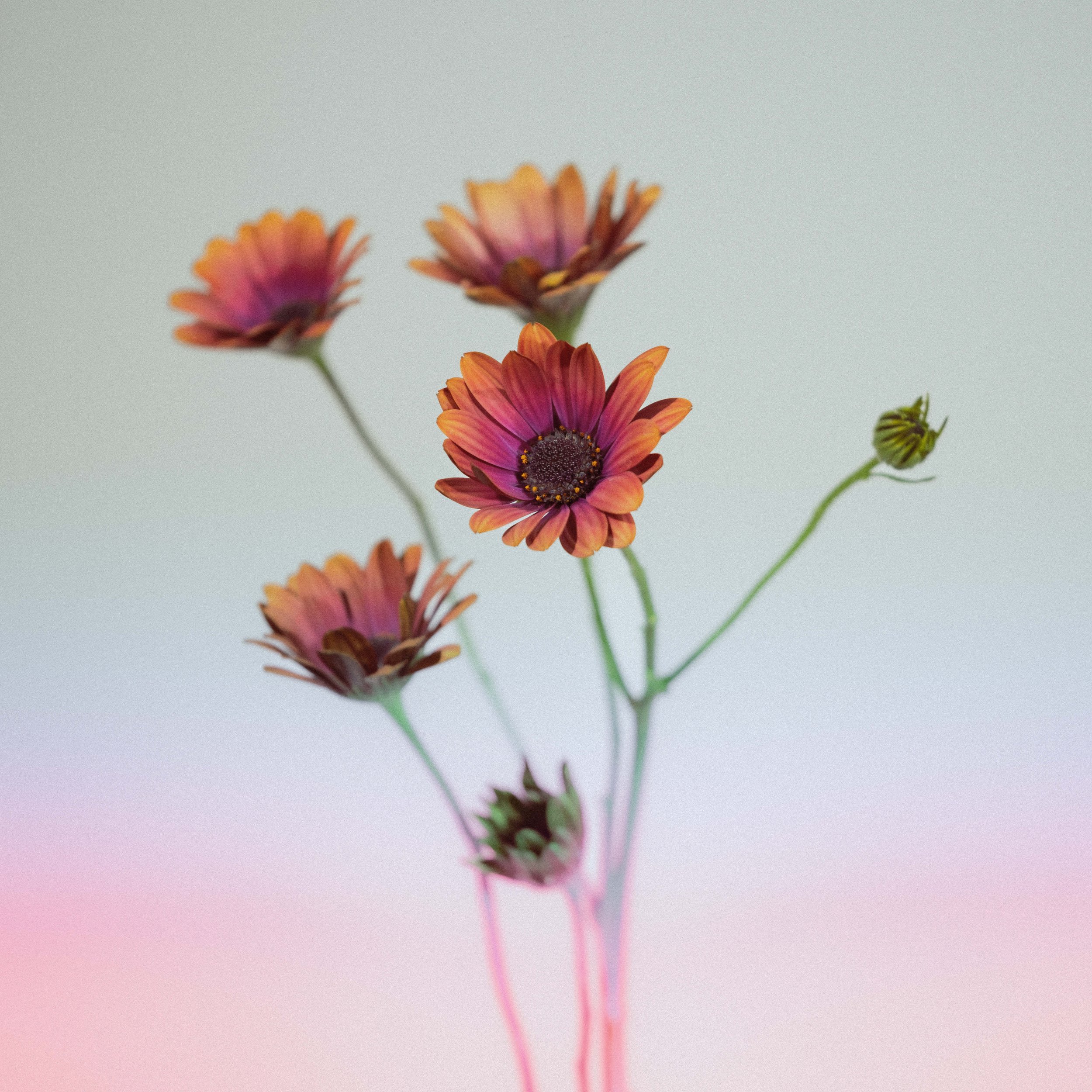 Kyu Tae Park– Composition– Term 2