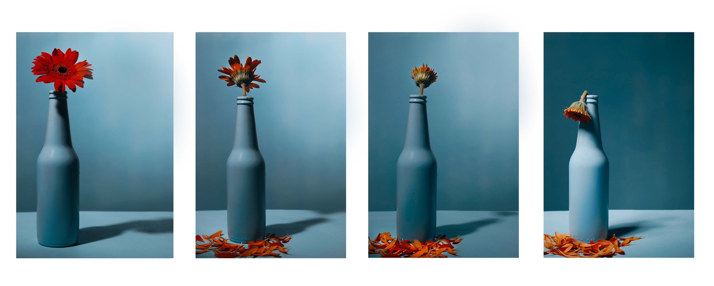 Taylor Skeie– Still Life– Term 3