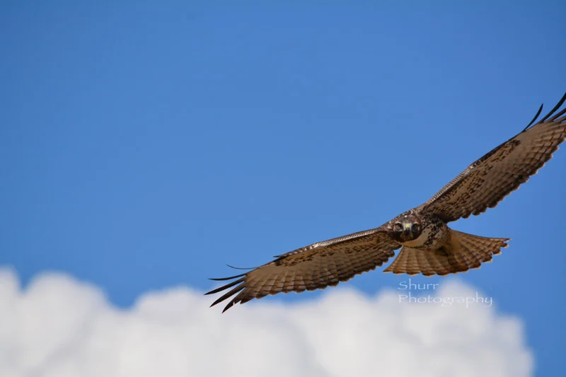 DSC_L1694.jpg