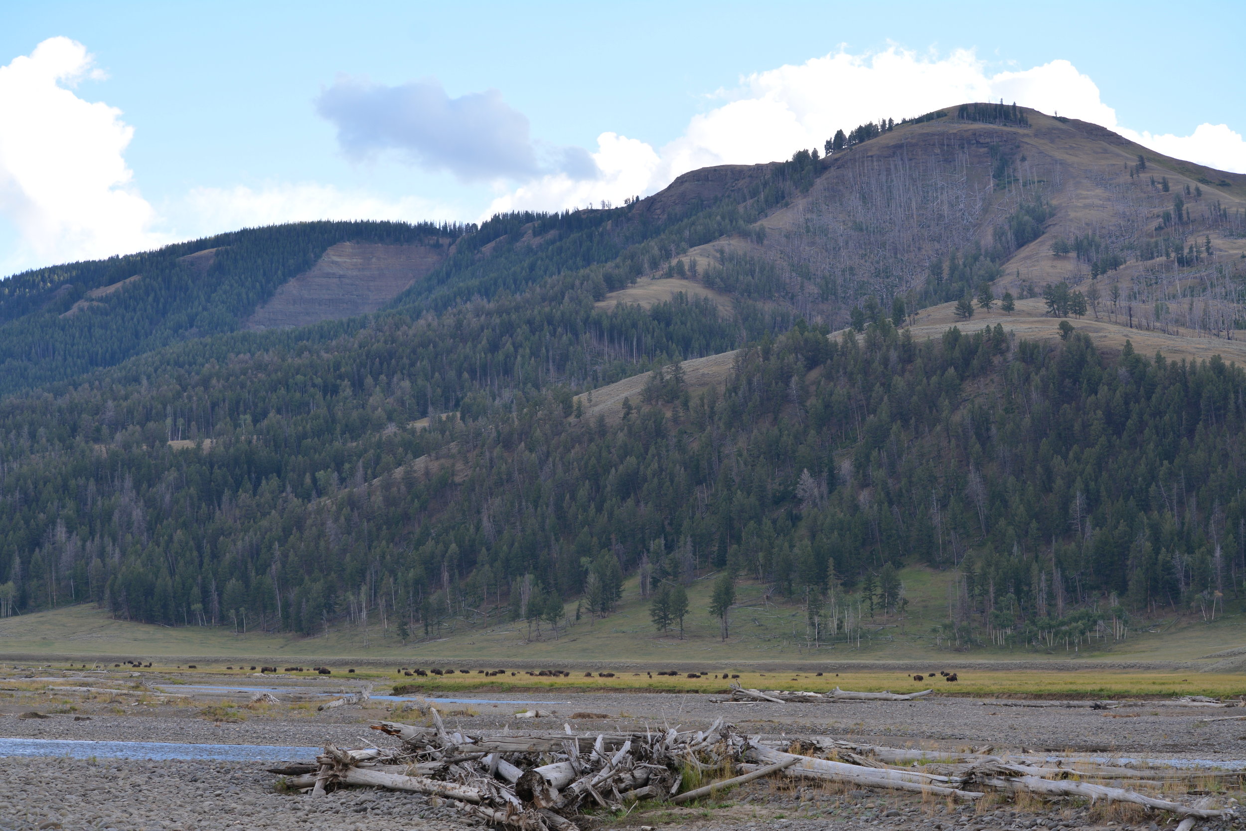 DSC_1528.jpg