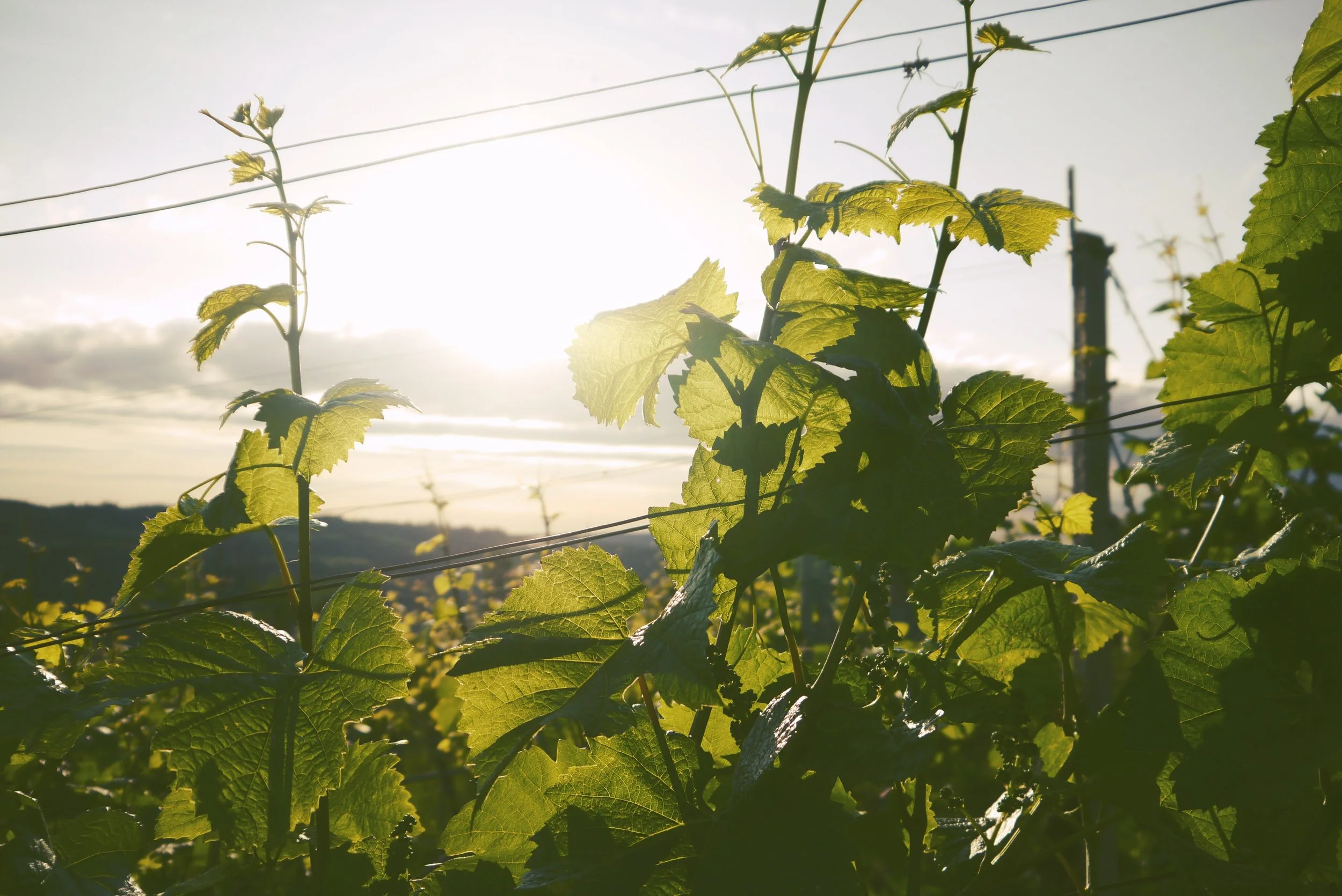 agriculture-close-up-countryside-290766.jpg
