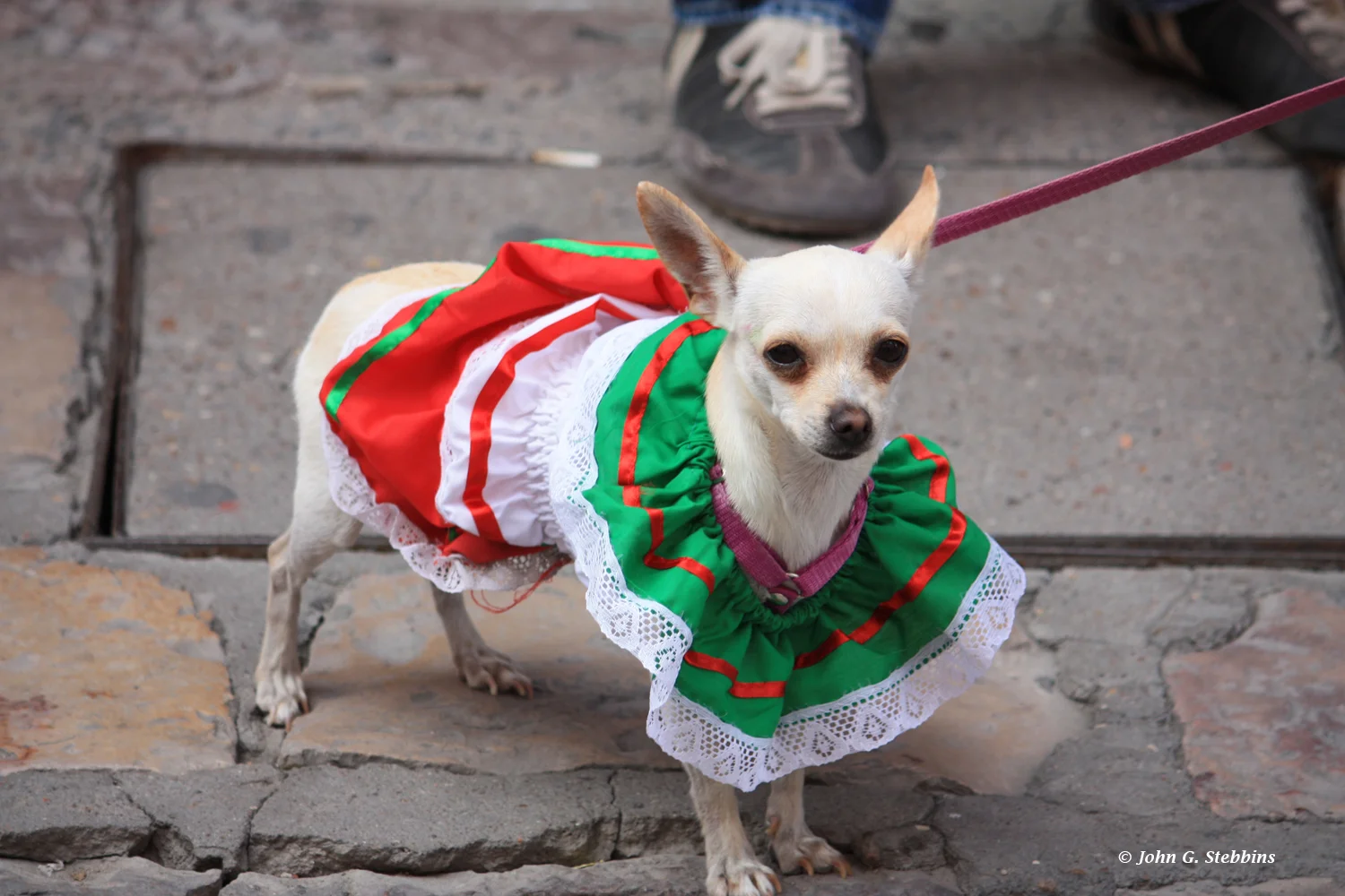 Chihuahua.jpg