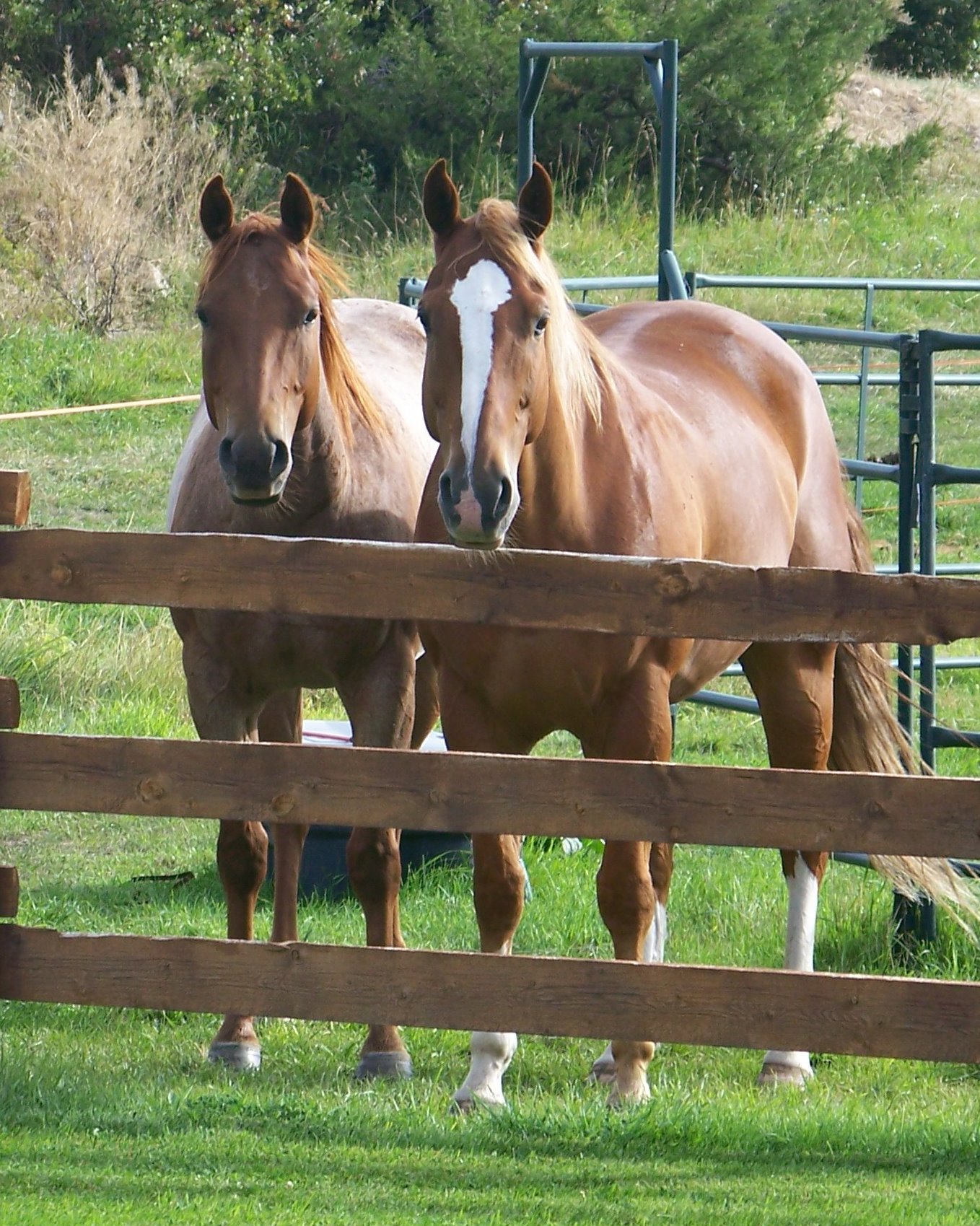 Ranch Pics (472)e8x10.jpg