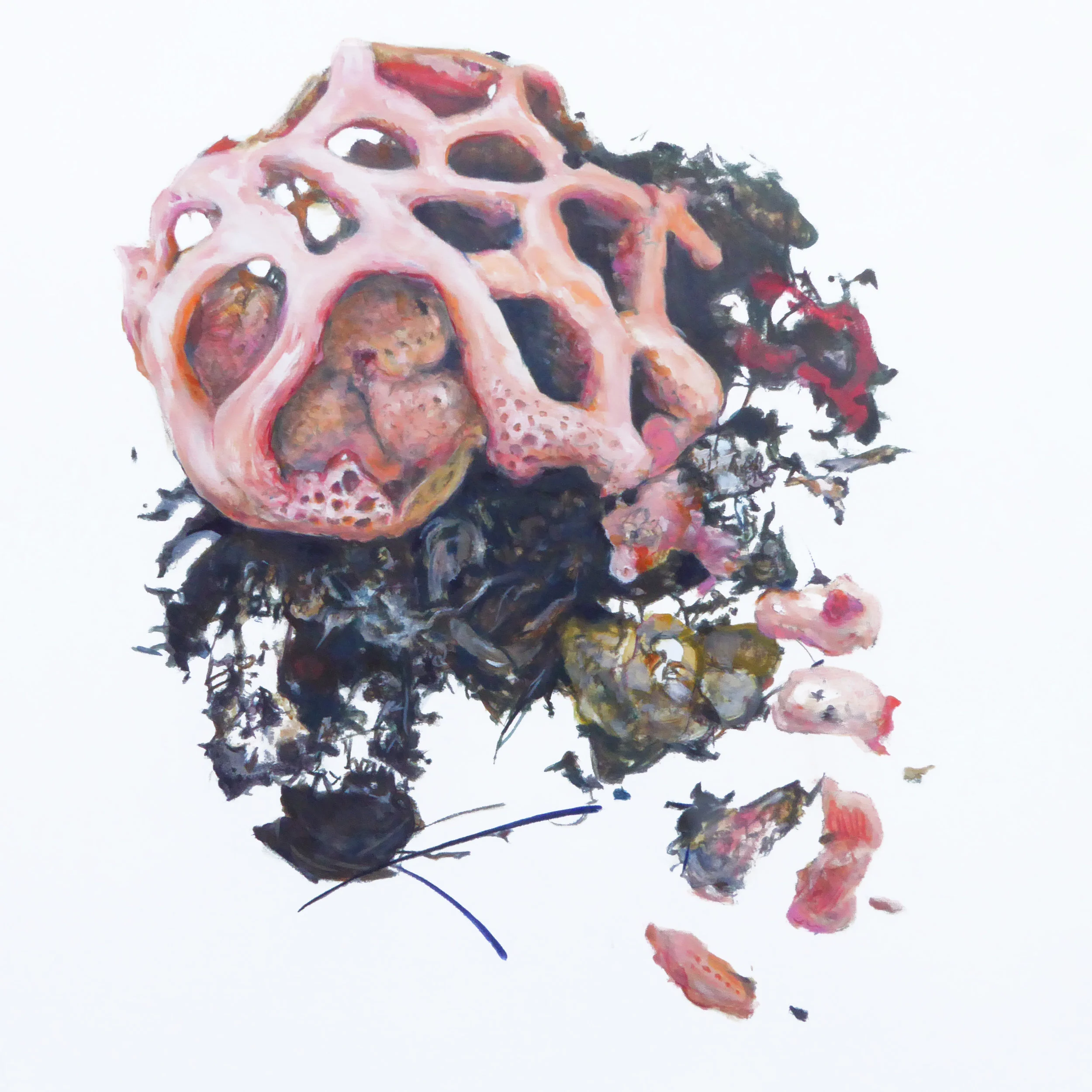 Lattice Stinkhorn Mushroom