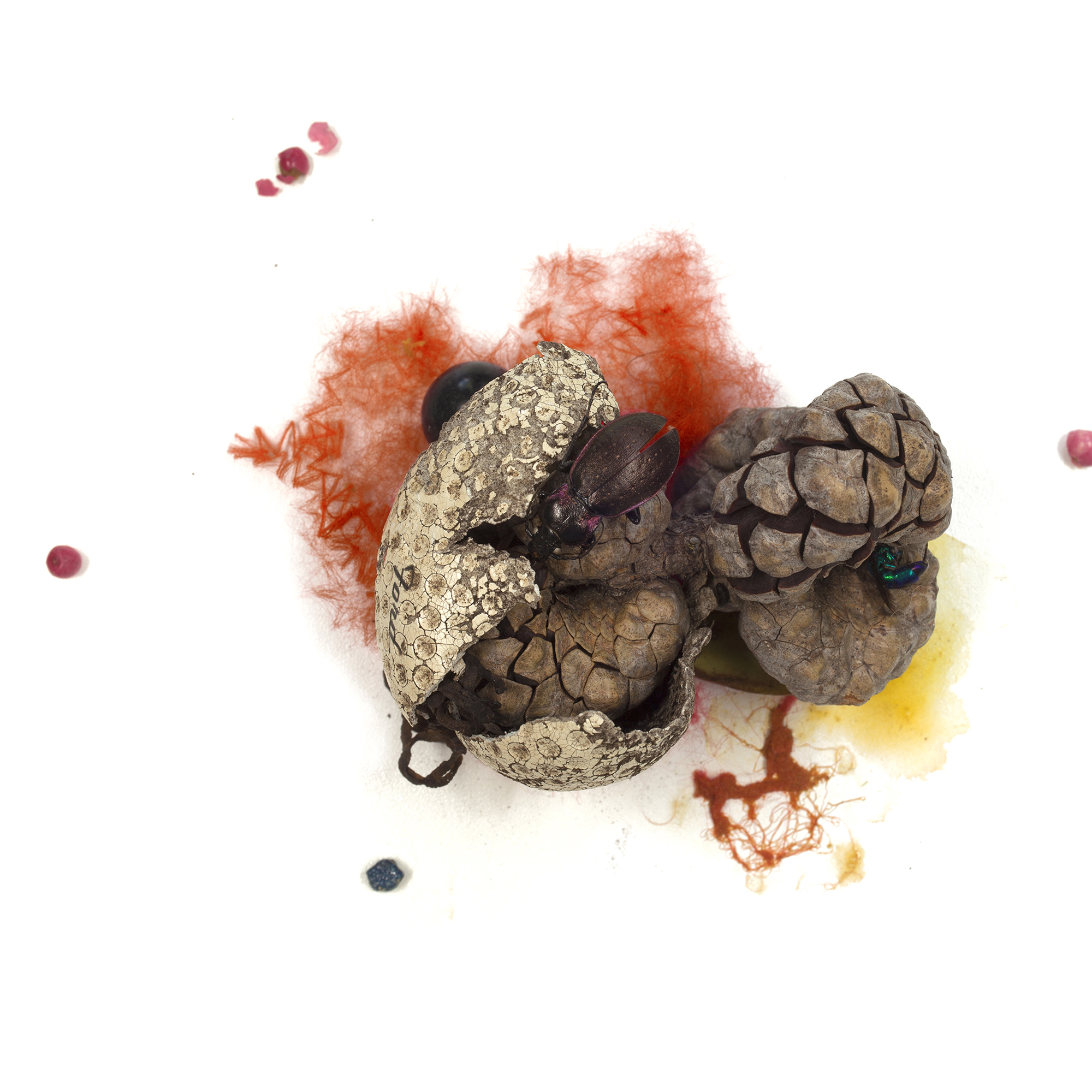 Odd Speciation