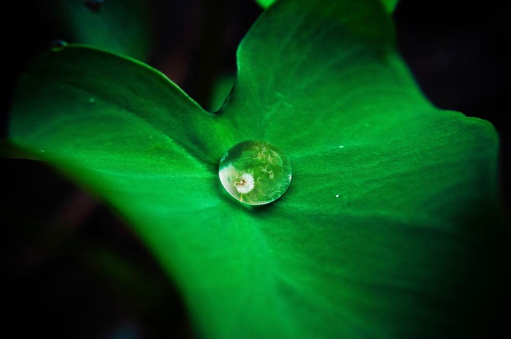 nature-plant-leaf-drop-of-water.jpeg