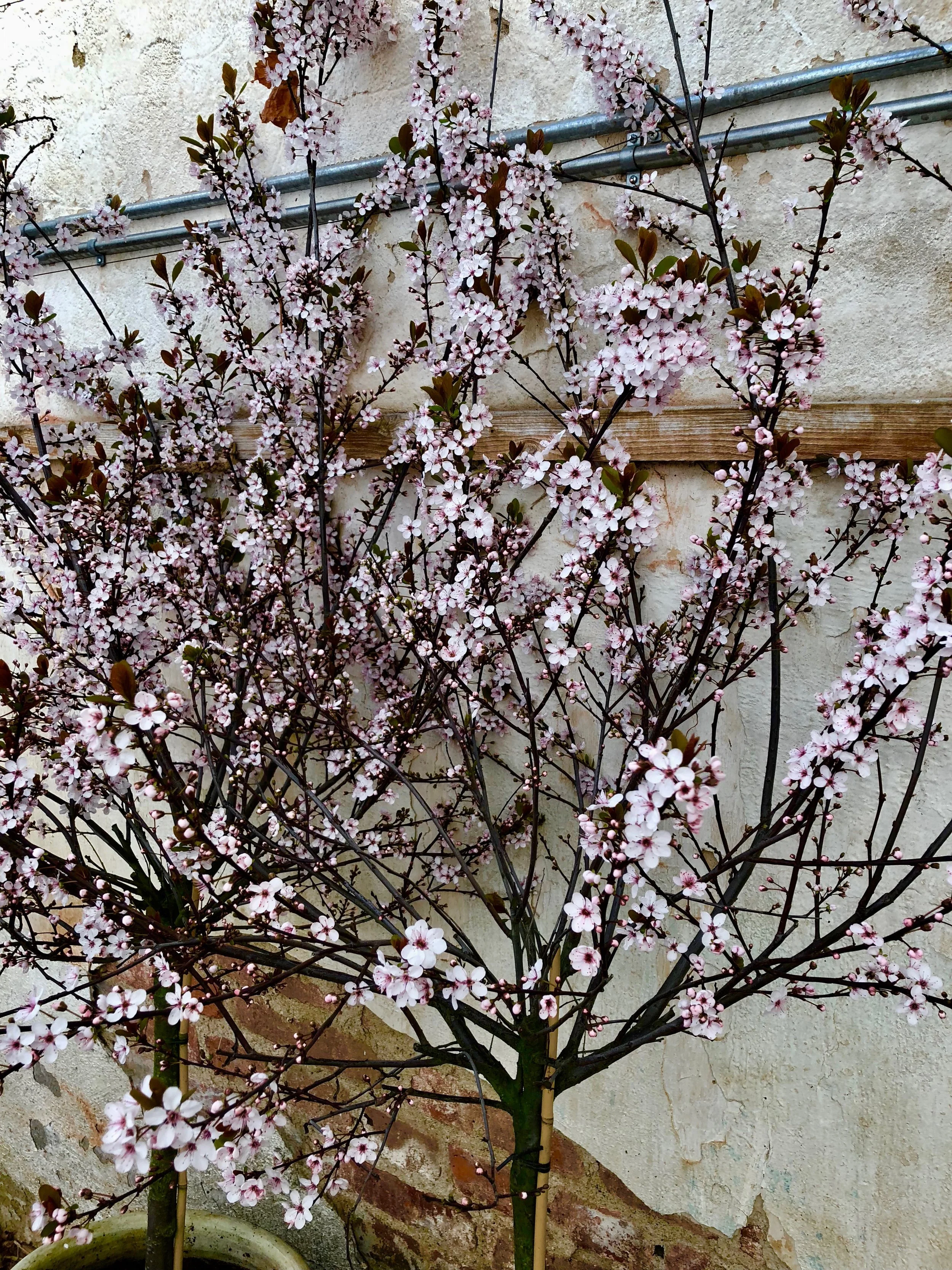 VÅRMIDDAG 16 MARS /SPRING DINNER MARCH 16