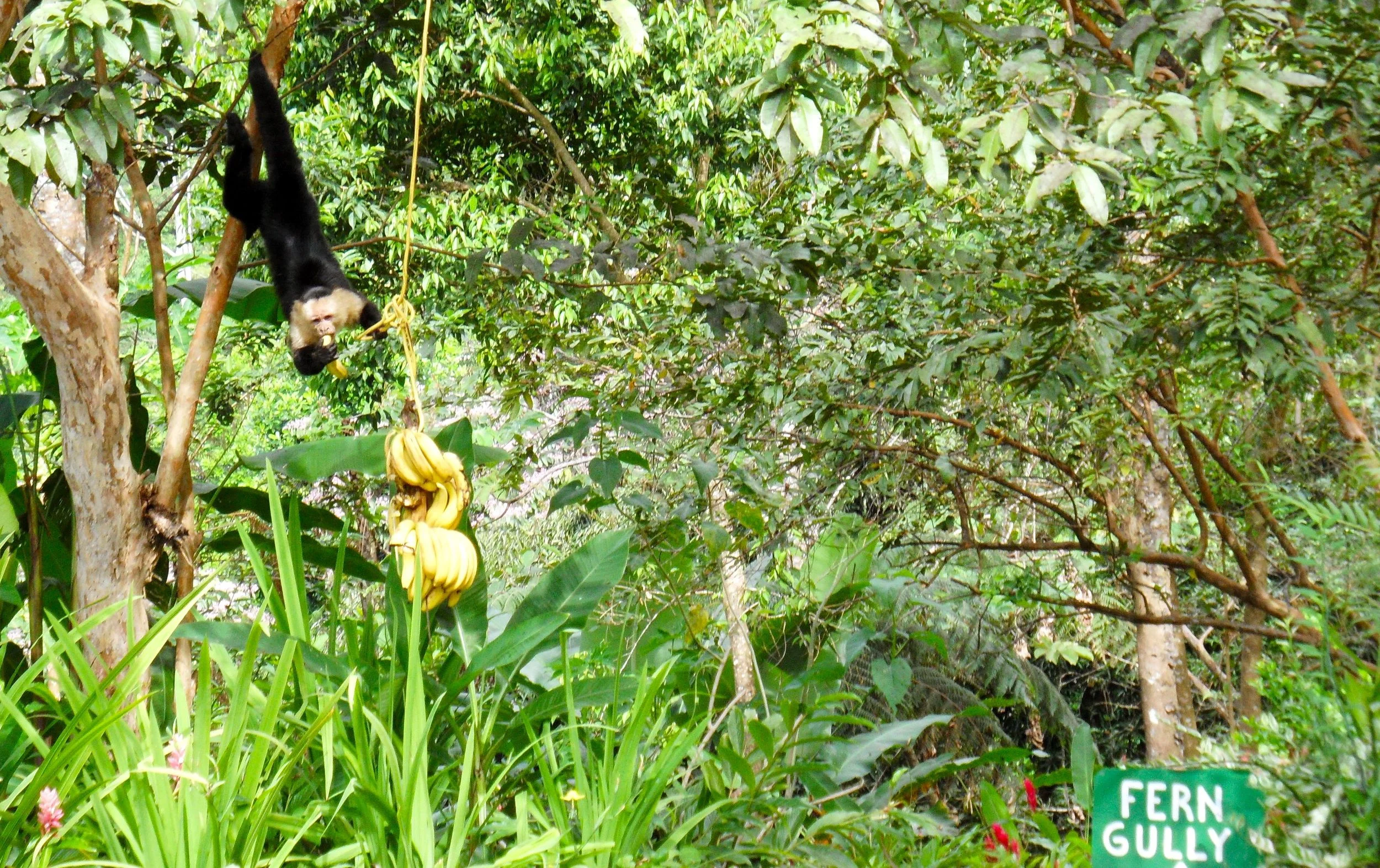 Mareas Monkey on trail.jpg