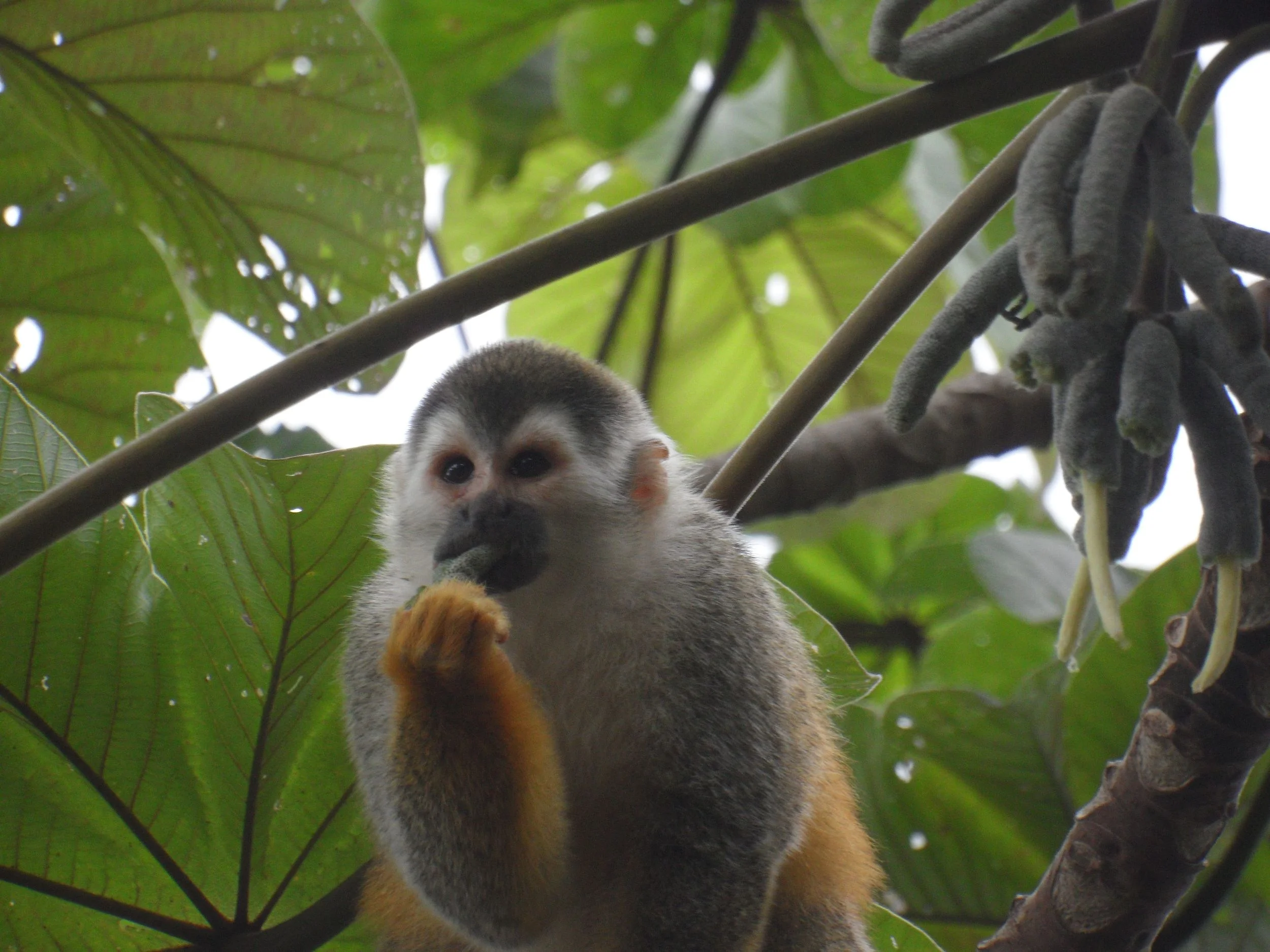 Squirel Monkeys.jpg