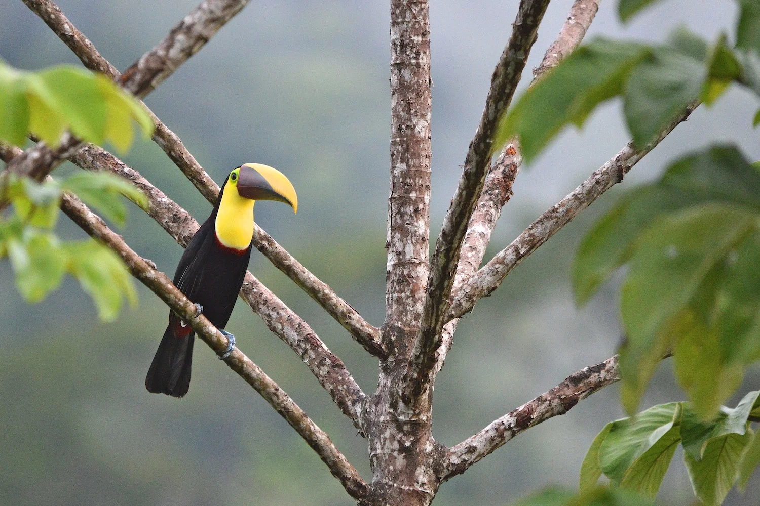 Toucan.jpg