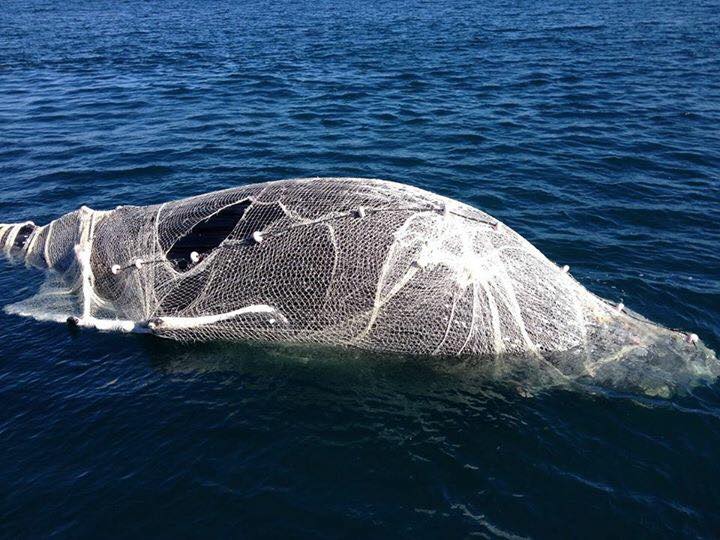 Hidden problem of 'ghost gear': the abandoned fishing nets