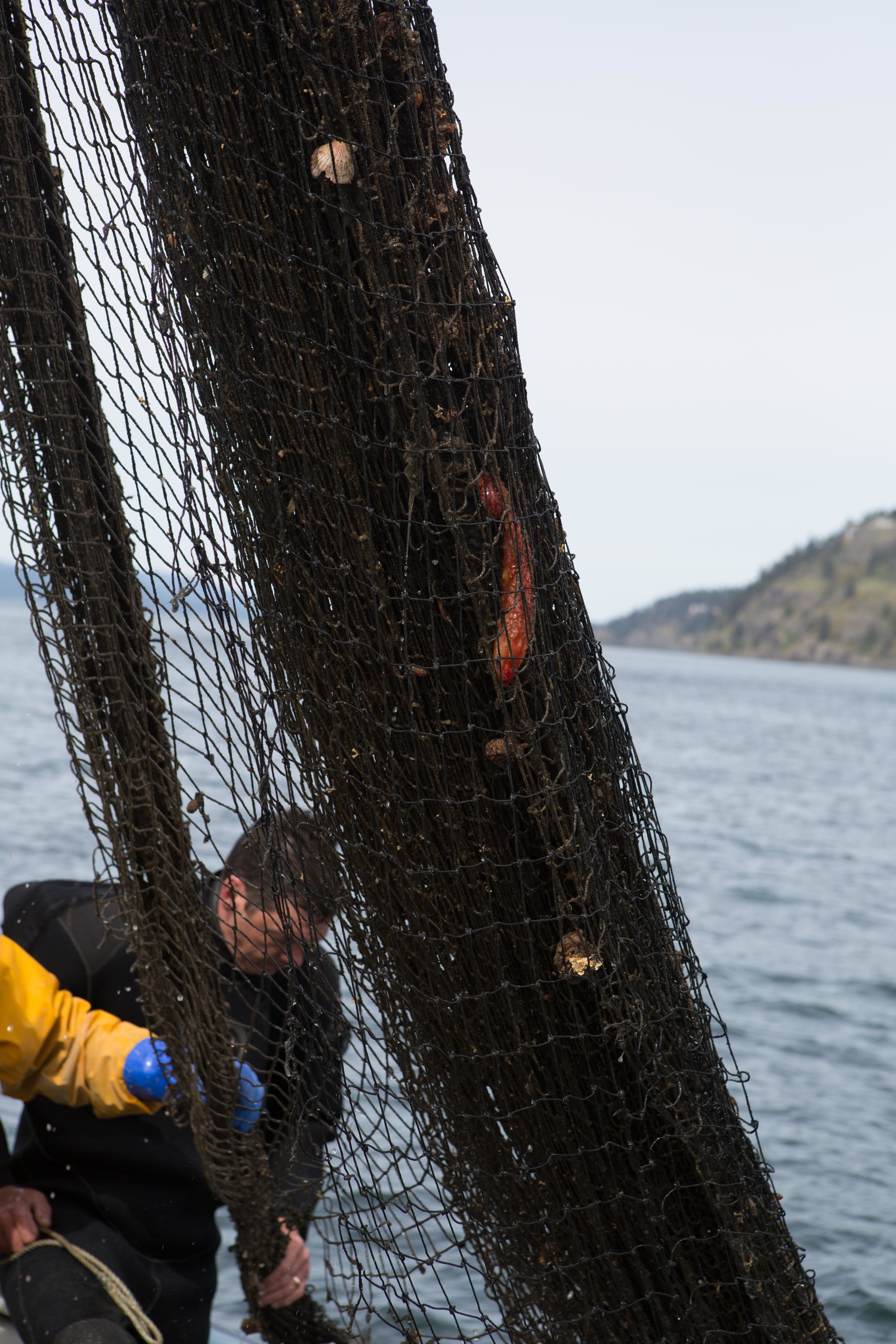  Section of net with several animals still entangled 