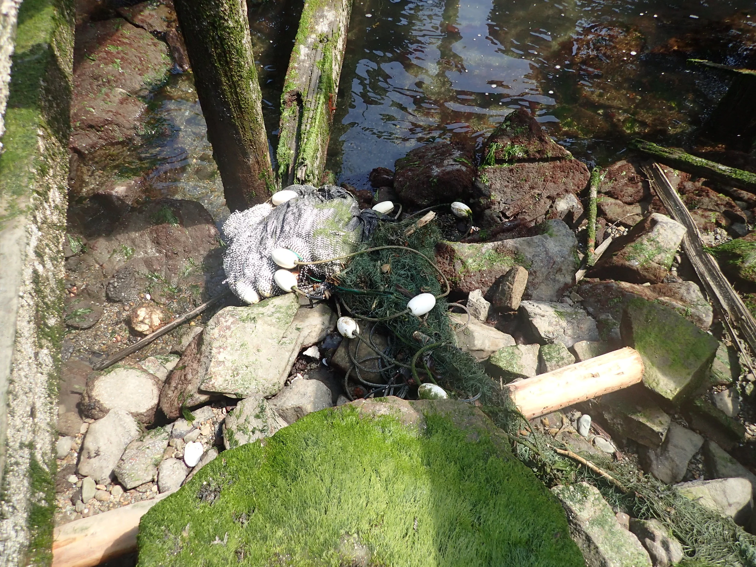 Lost gill net among timber piles and rip rap.