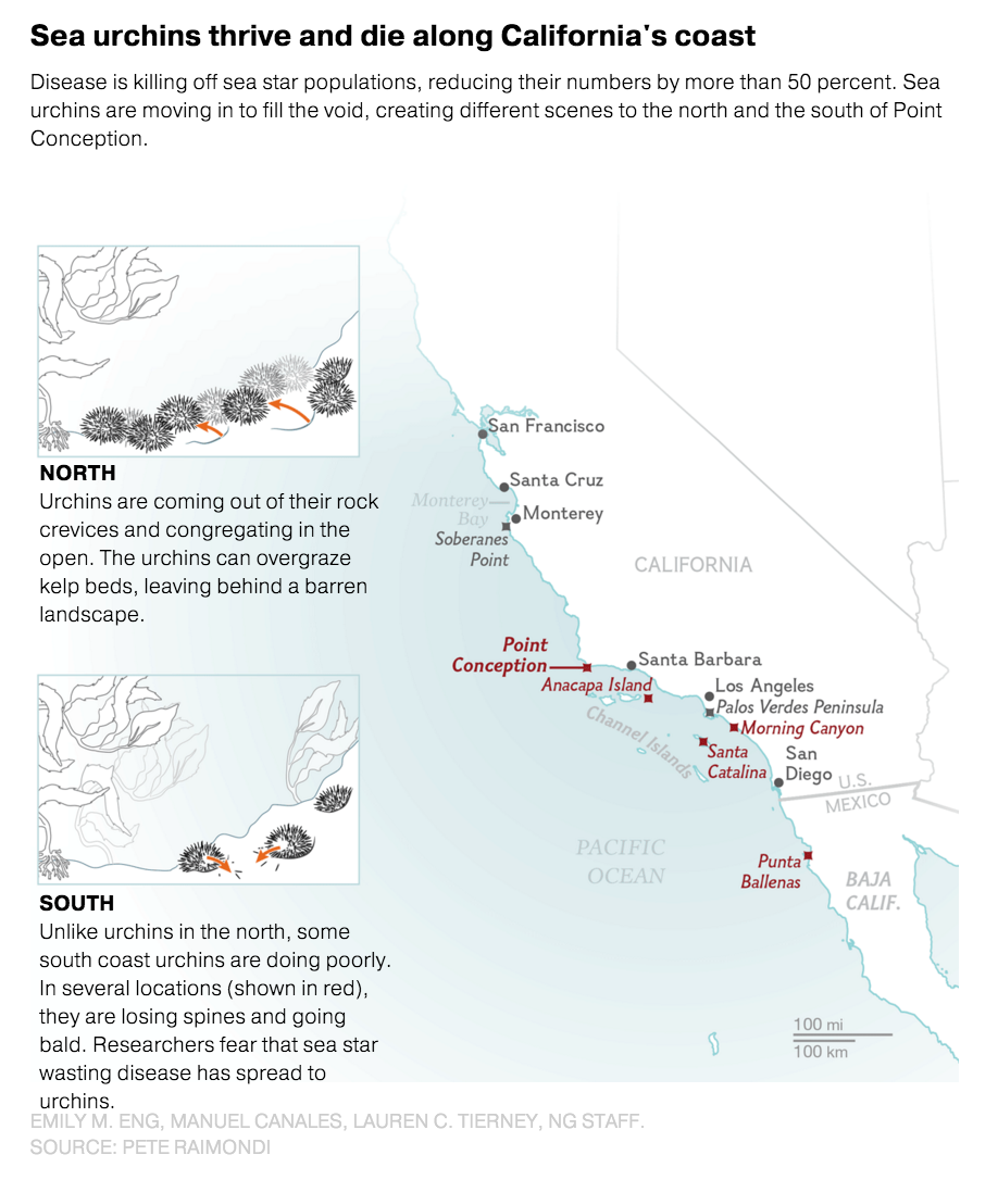 Sea Urchins Thrive and Die Along California's Coast