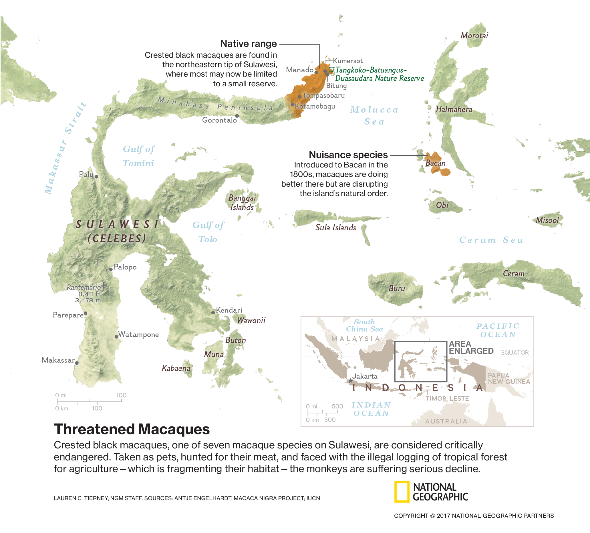 Threatened Macaques
