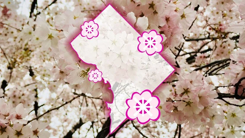 Mapping cherry blossoms in ArcGIS Pro and Map Viewer