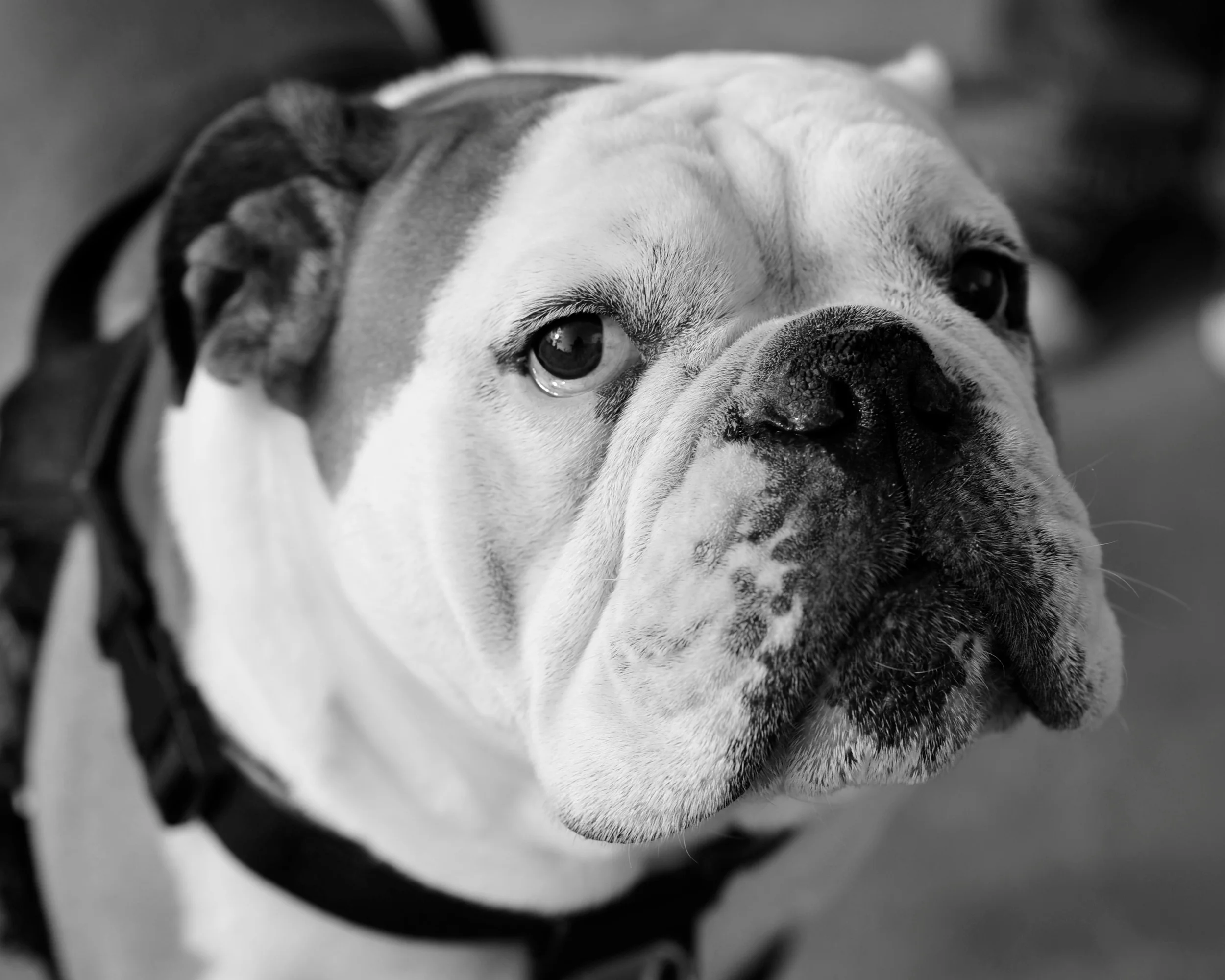 _DSC8262bw.jpg