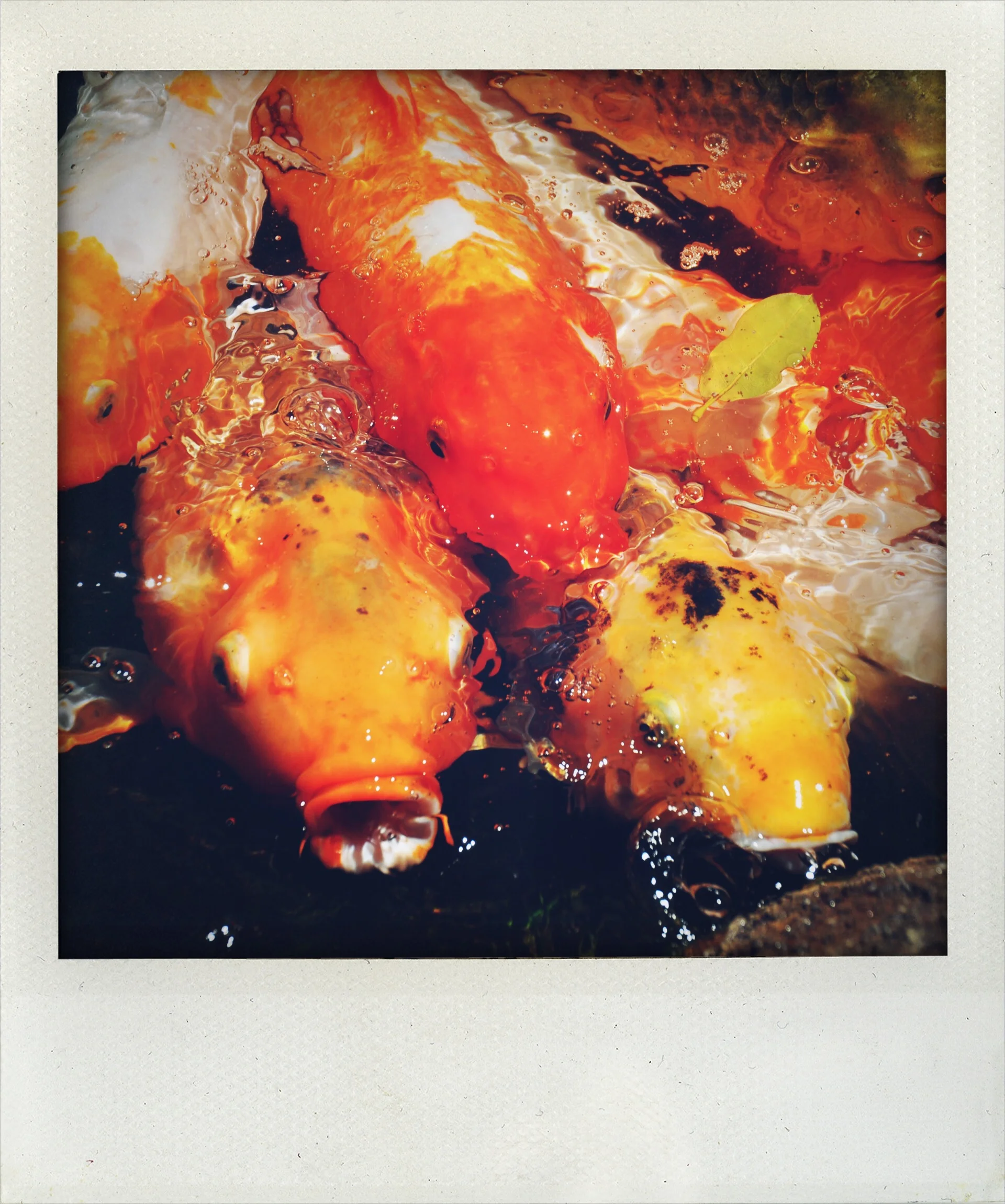 ShakeItPhoto