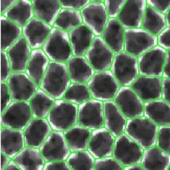 Publications — Kasza Living Materials Laboratory