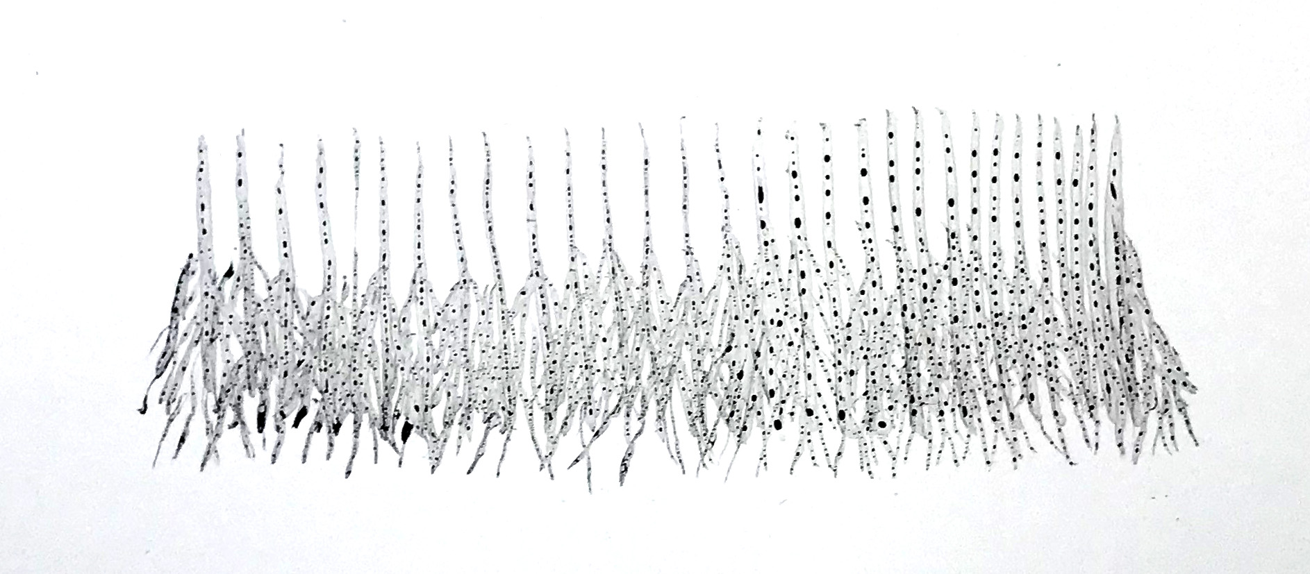 Root inklings (detail)