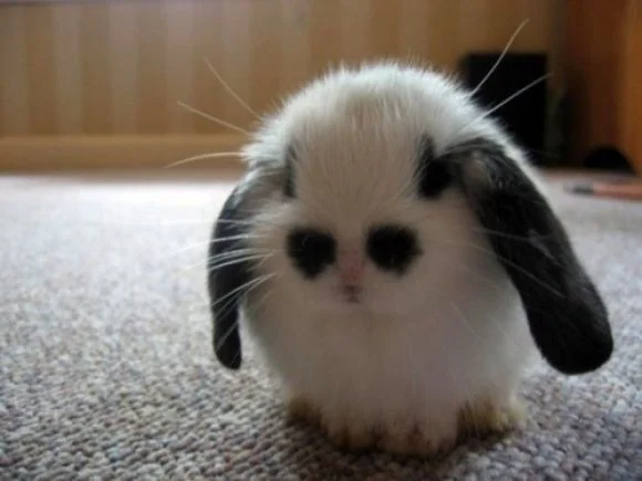 cutebunny.jpg