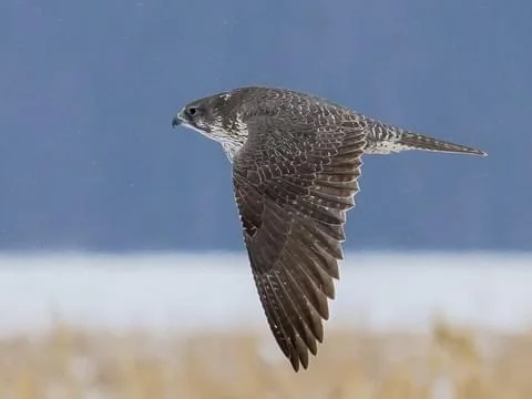 falcon.jpg