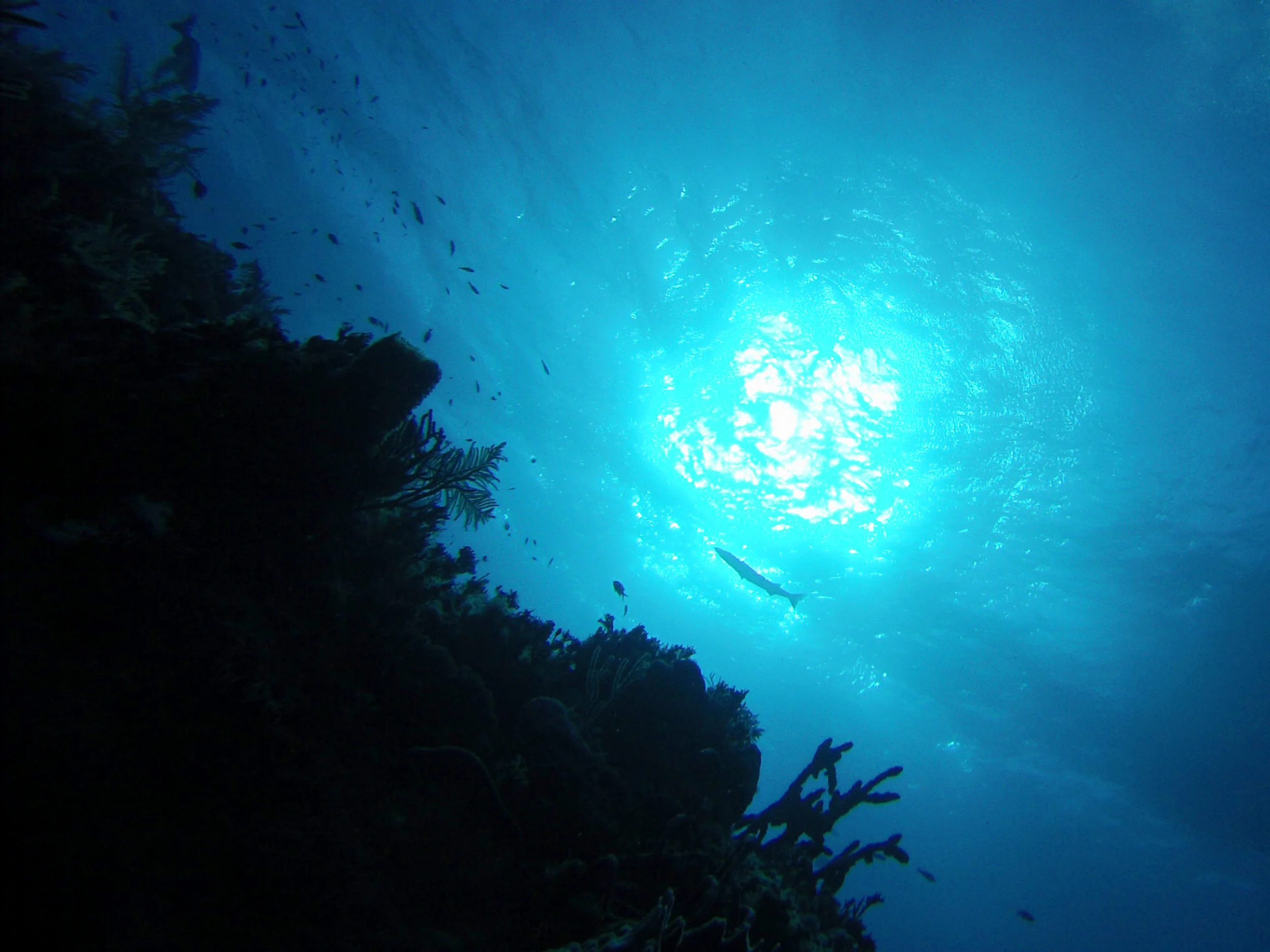 barracuda (GoPro Hero3, New England Aquarium Fall Collecting Trip; Bimini, Bahamas 2015)