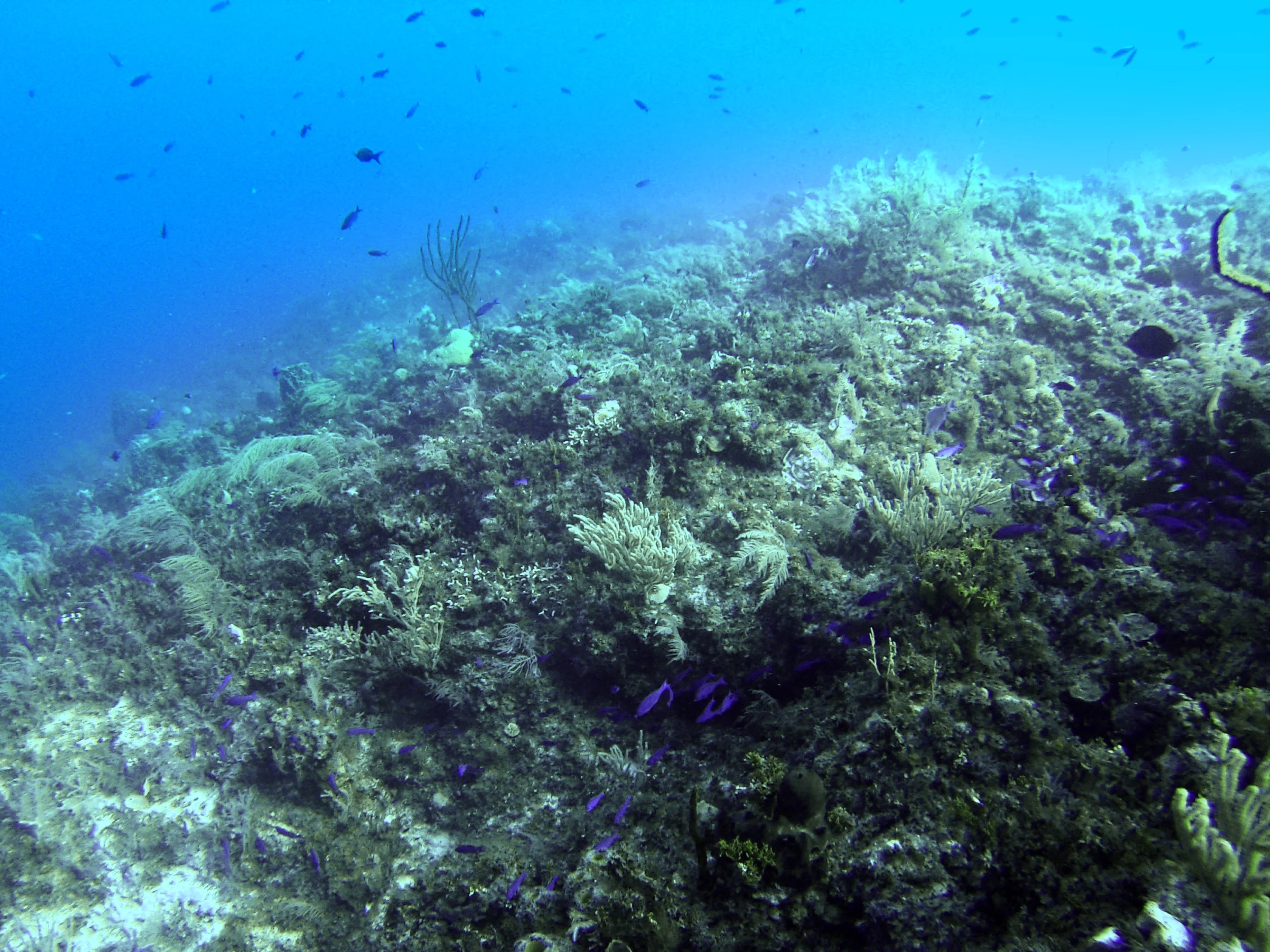 some creole wrasses (GoPro Hero3, New England Aquarium Fall Collecting Trip; Bimini, Bahamas 2015)