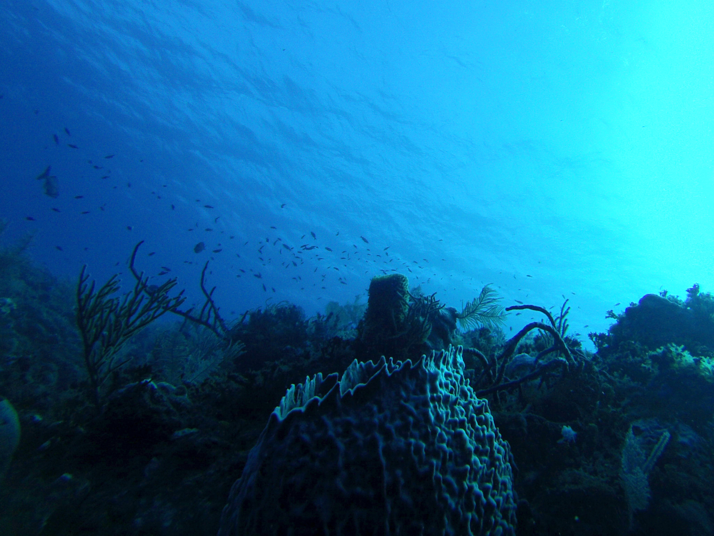 sponge (GoPro Hero3, New England Aquarium Fall Collecting Trip; Bimini, Bahamas 2015)