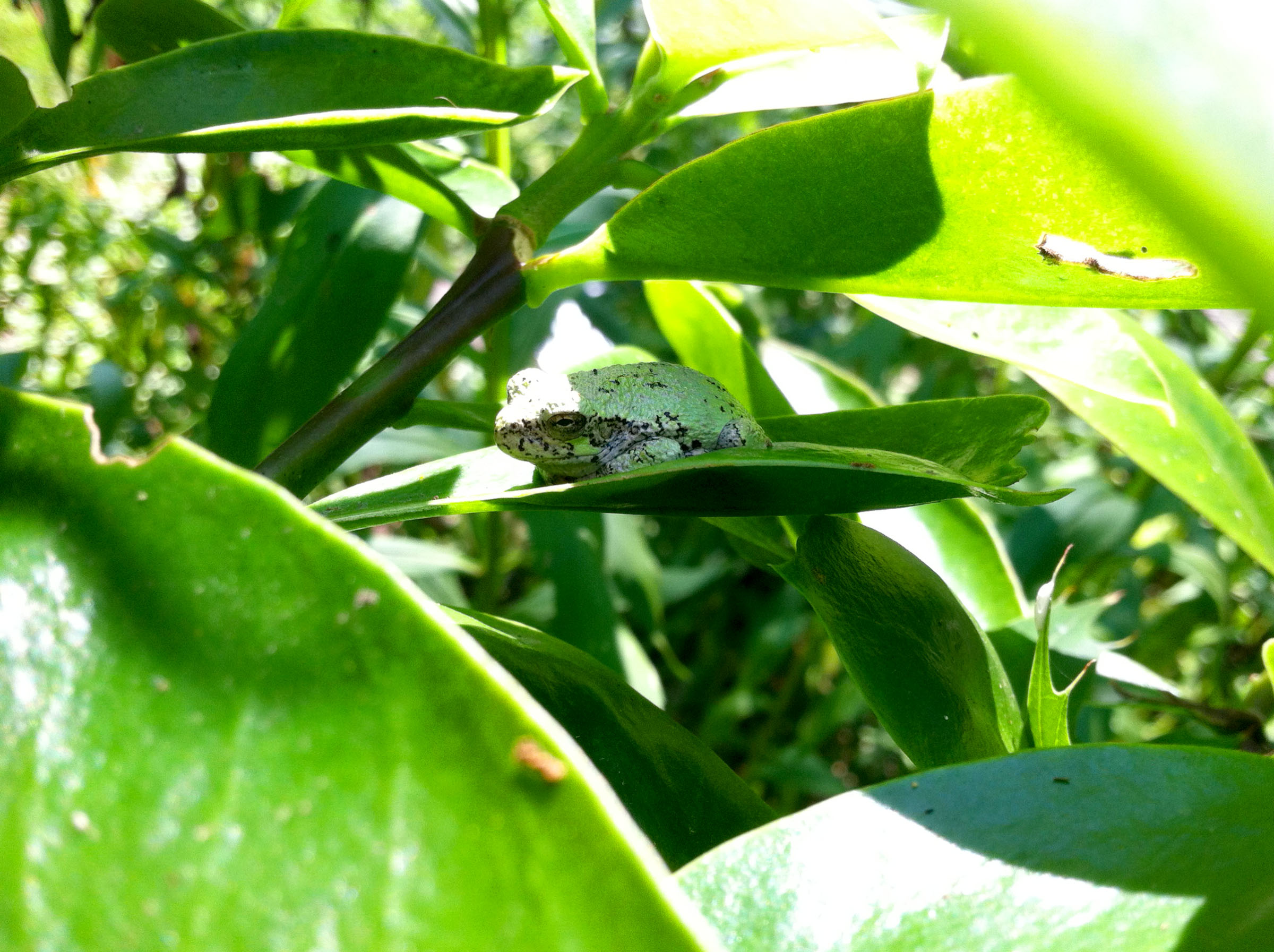 gray tree frog (iPhone 4, Maine 2015)