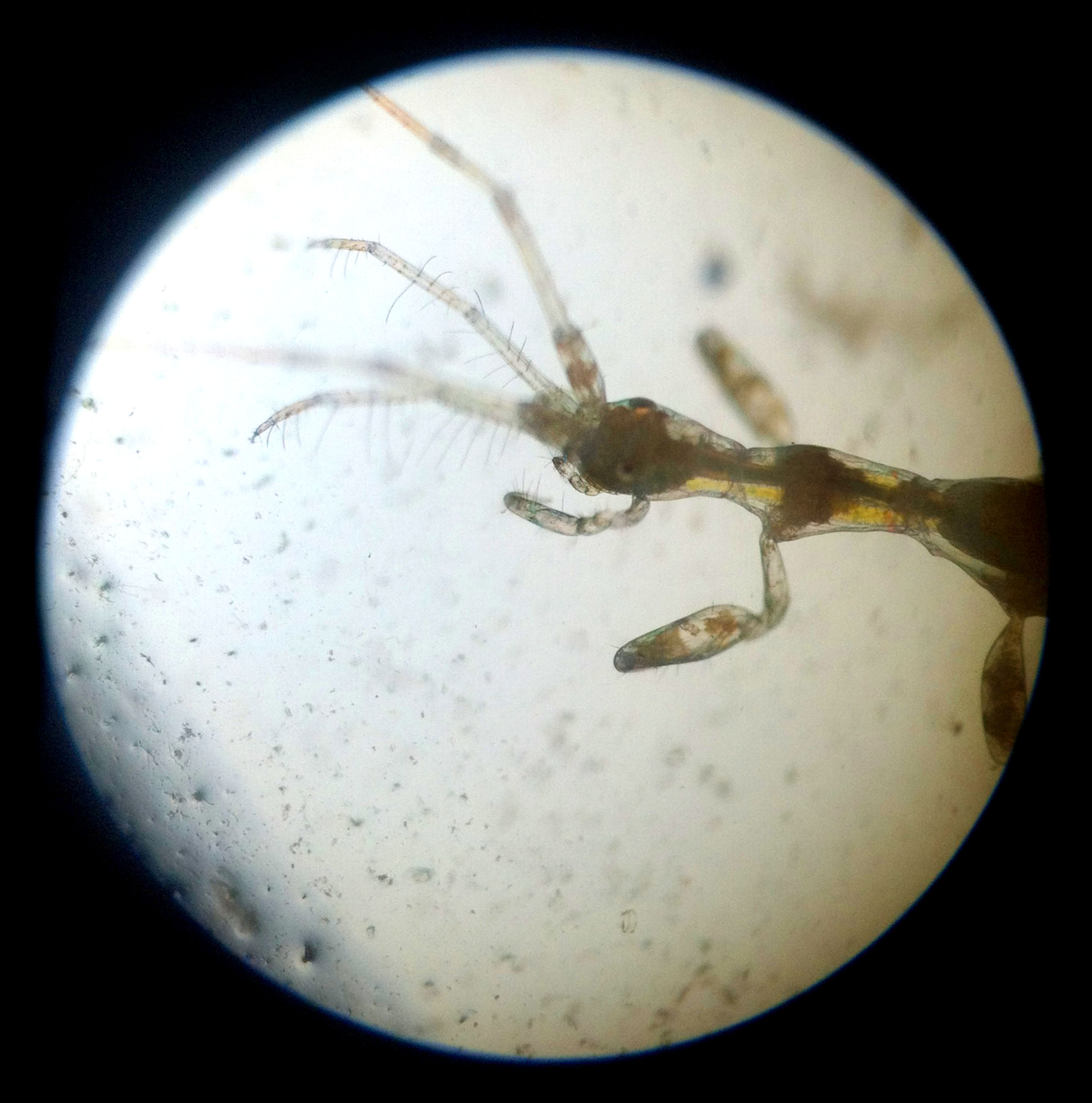 skeleton shrimp (iPhone 4 through the lens of a Magiscope; Boston Harbor Islands 2015)