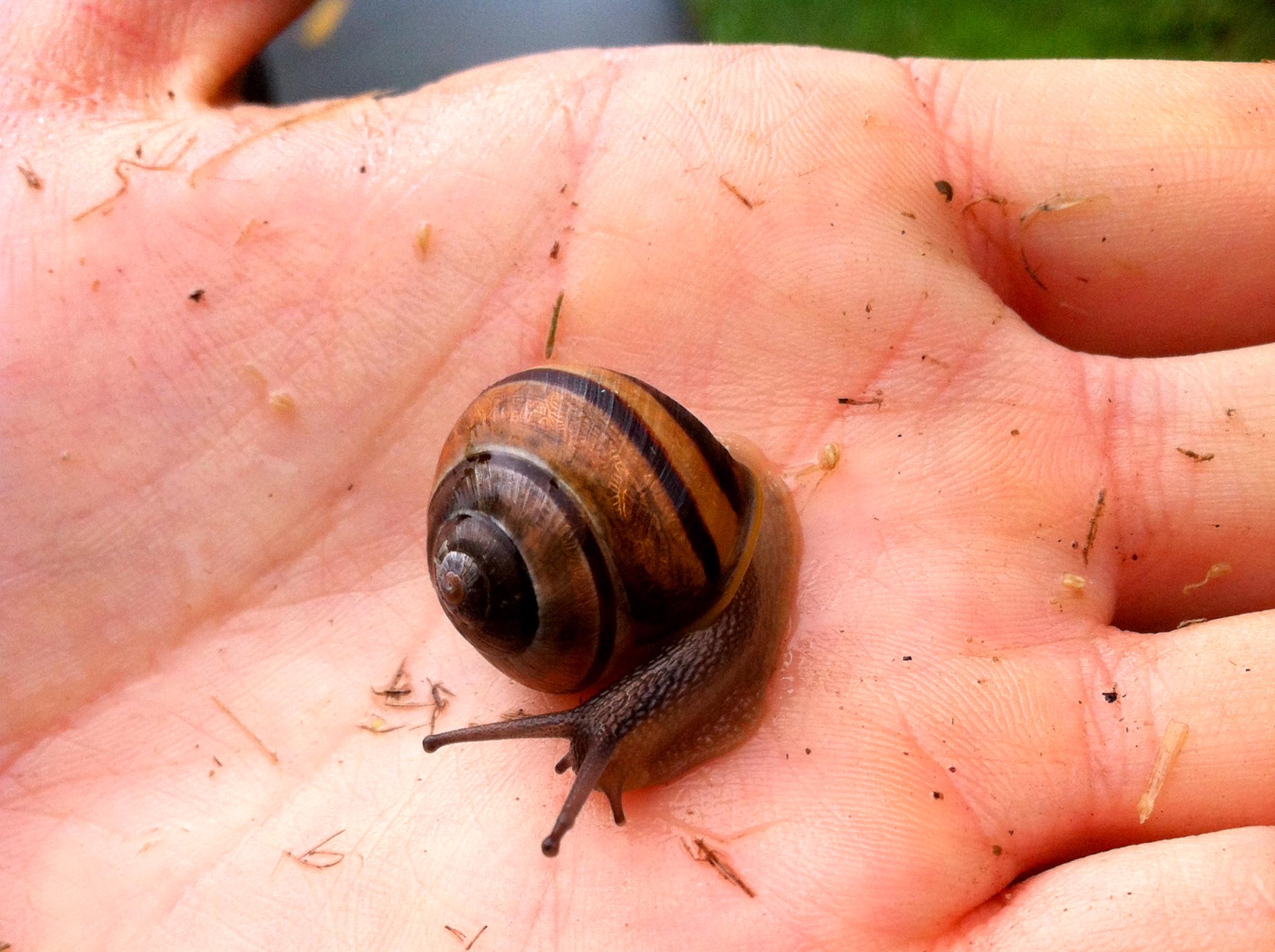 snail friend (iPhone 4, Massachusetts 2015)