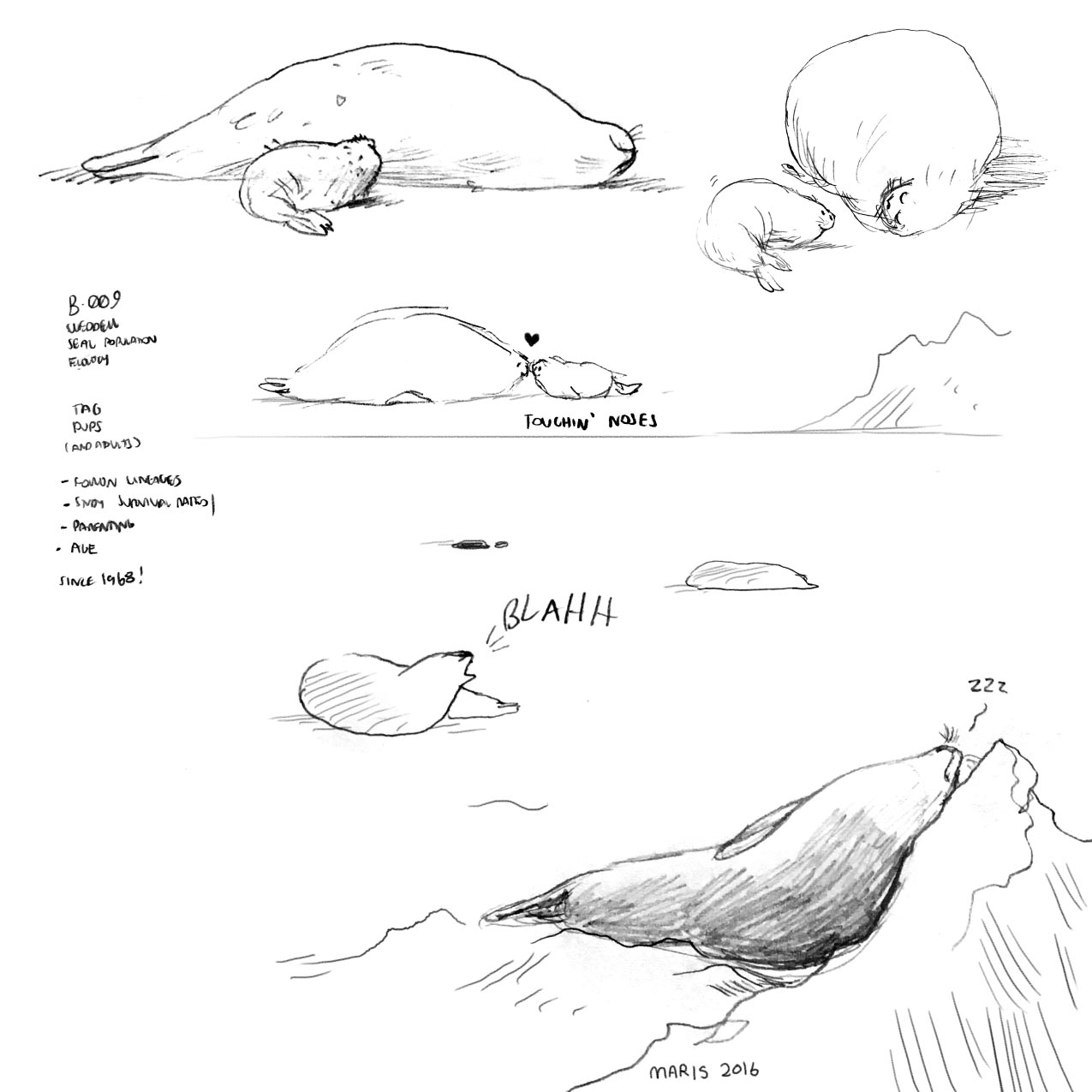 more seals! Nov 2016