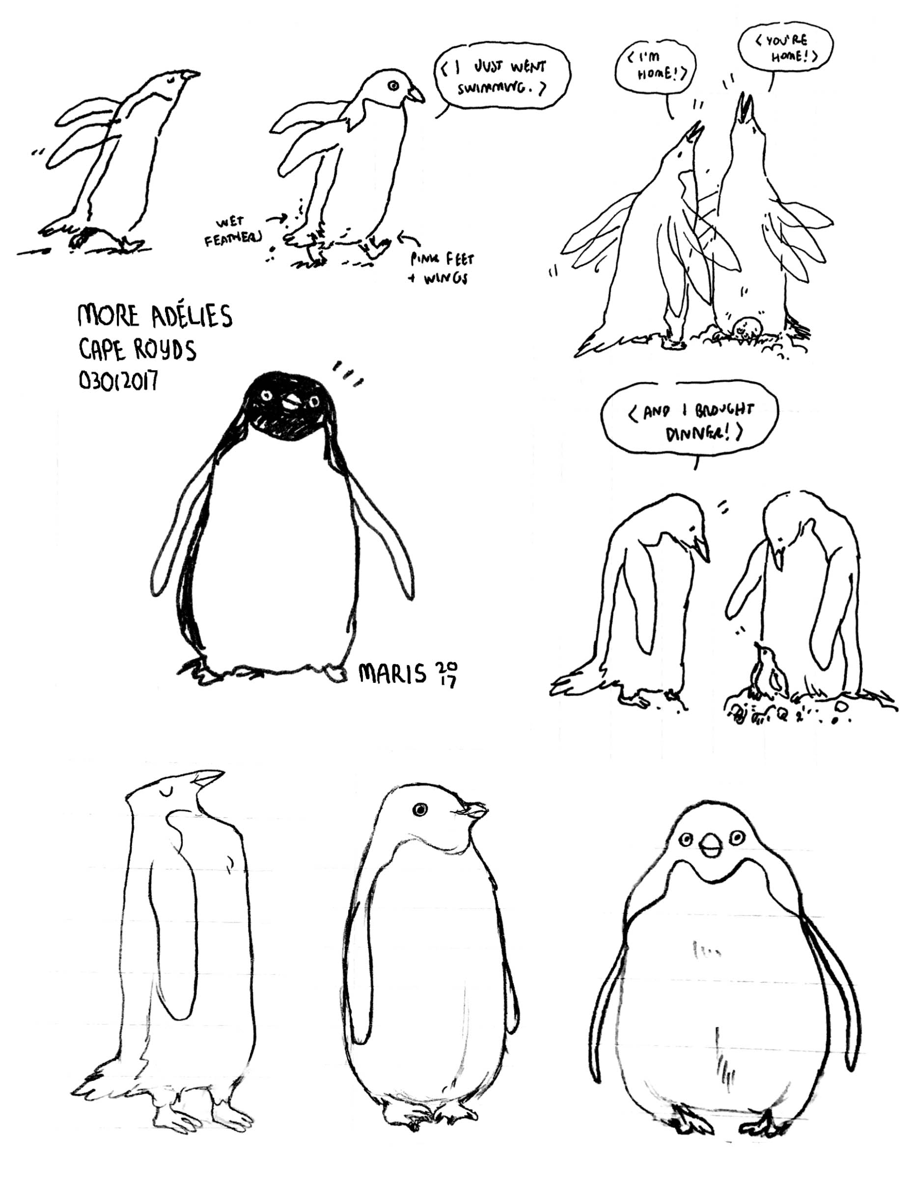 more Adélie penguins, Cape Royds Jan 2017