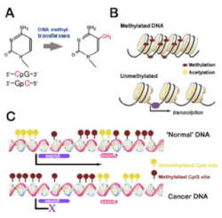 Figure 1. [A] Mechanism of DNA methylation: cytosine is converted to 5 methylcytosine with the addition of a methyl group to the 5th carbon of the carbon ring. DNMTs (1, 3a and 3b) catalyse this reaction. [B] The reversible changes in chromatin orga…