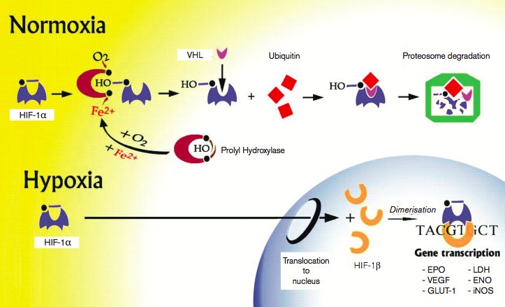 Figure 2. Hypoxia Inducible Factor -1 Pathways in Normoxia &amp; Hypoxia. (VHL: Von Hippel Lindau protein, EPO: Eryth- ropoietin, VEGF: Vascular endothelial growth factor, GLUT-1: Glucose transporter 1, LDH: Lactate dehydrogenase, ENO: Eno- lase-1 a…