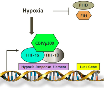 Figure 3. The pDNMT3b-Luciferase Vector/Construct. Hypoxia induces HIF-1 transcription factor binding to the HRE, resulting in expression of the Luc+ gene and hence luciferase production. (p300: EIA binding protein p300; CBP: CREB-binding protein; HIF: Hypoxia Inducible Factor; PHD: prolyl hydroxylase; FIH: factor inhibiting HIF). 