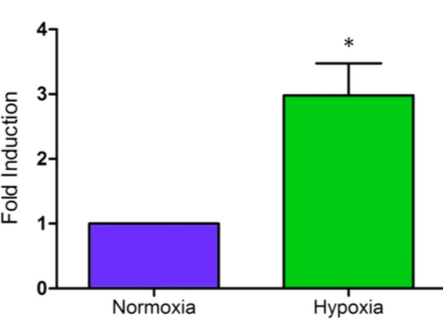 Figure 5. Luciferase expression was induced by hypoxia. Comparison of luciferase activity in HeLa cells transfected with a pD- NMT3b luciferase vector in both normoxic (21% O2) and hypoxic (1% O2) conditions after 24 hours incubation. (Fold induction = the ratio of normalised luciferase activity of transfected HeLa cells in normoxia to those in hypoxia). (*P < 0.05). The values represent means ± SEM for n=5 (representing the 5 pairs – one set of normoxic and hypoxic – of HeLa cells that were compared after being placed in their respective conditions. 