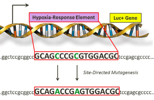 Figure 6. Site-directed mutagenesis was used to mutate the putative HRE within the pDNMT3b-Luciferase vector; two cytosine bases within the HRE were replaced with adenine bases.&nbsp;